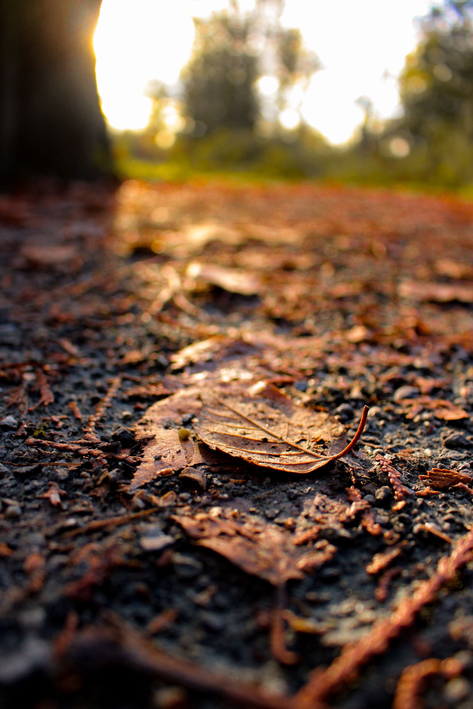 Canon EOS 700D (EOS Rebel T5i / EOS Kiss X7i) sample photo. Sunset, fall, leaves photography