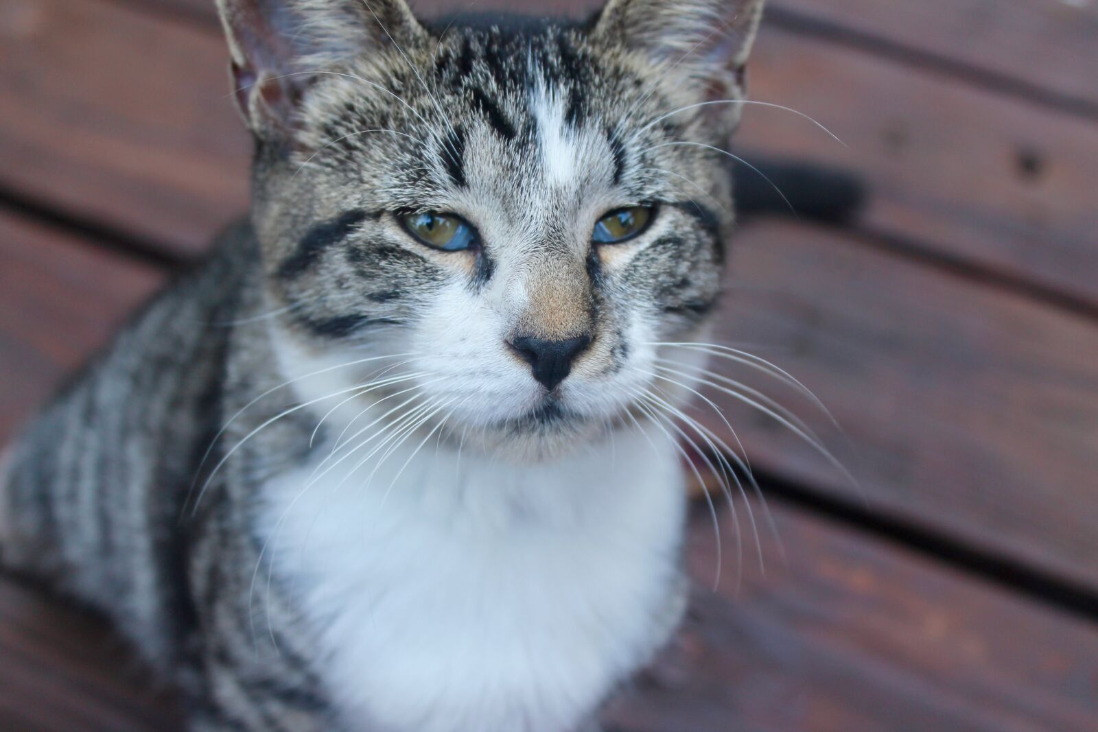 Canon EOS 1100D (EOS Rebel T3 / EOS Kiss X50) sample photo. Cat, pretty, animal photography