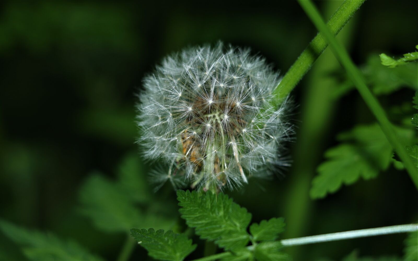 Canon EOS 7D Mark II sample photo. Dandelion, close up, macro photography