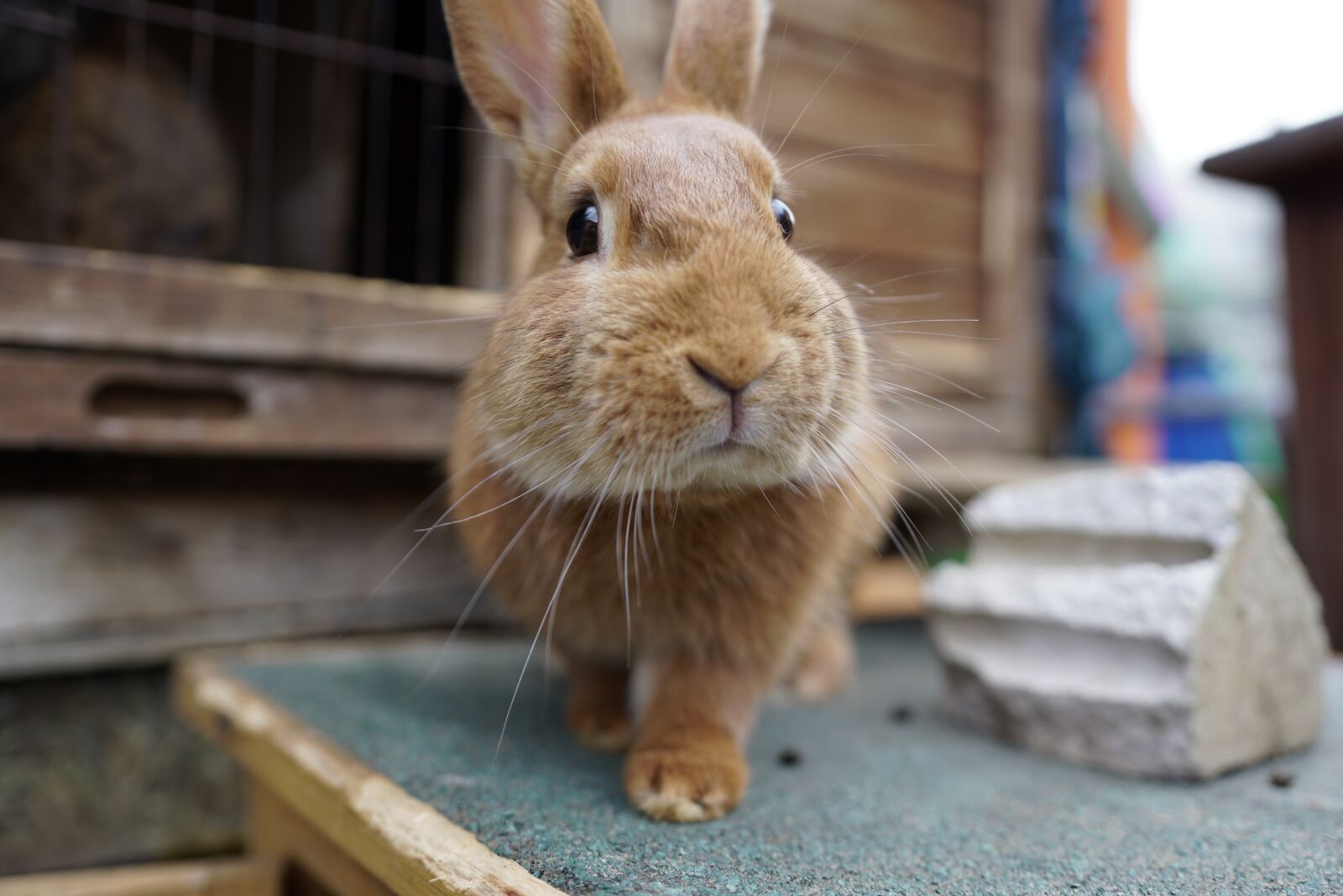 Canon 18-35mm F1.8 DC HSM | Art 013 sample photo. Hare, rabbit, easter photography