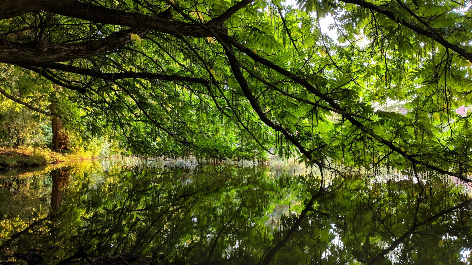 Google Pixel 2 XL sample photo. Nature, green, water photography