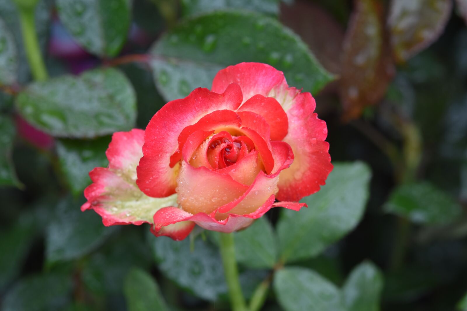 Nikon D5600 sample photo. Flower, pink flower, pink photography