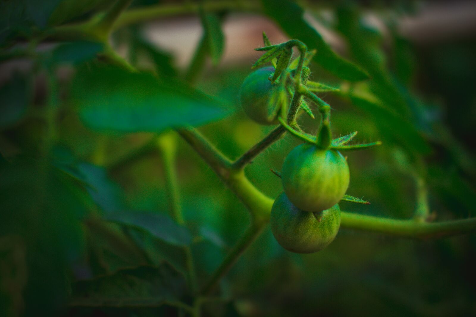Canon EOS 700D (EOS Rebel T5i / EOS Kiss X7i) sample photo. Eggplant, plant, aubergine photography