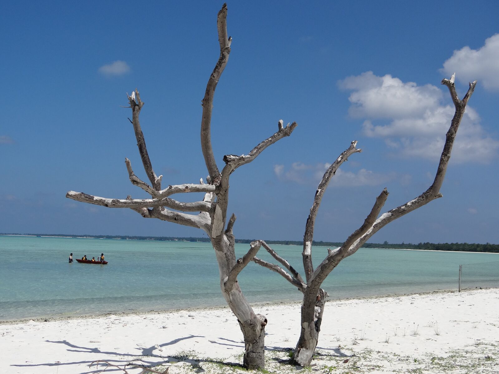 Sony DSC-HX200V sample photo. Tree, sea beach, nature photography