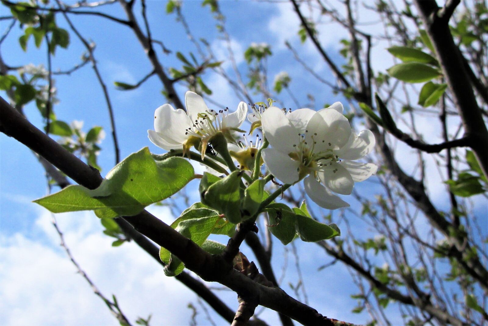 Canon PowerShot SX610 HS sample photo. Blossom, white, flowers photography