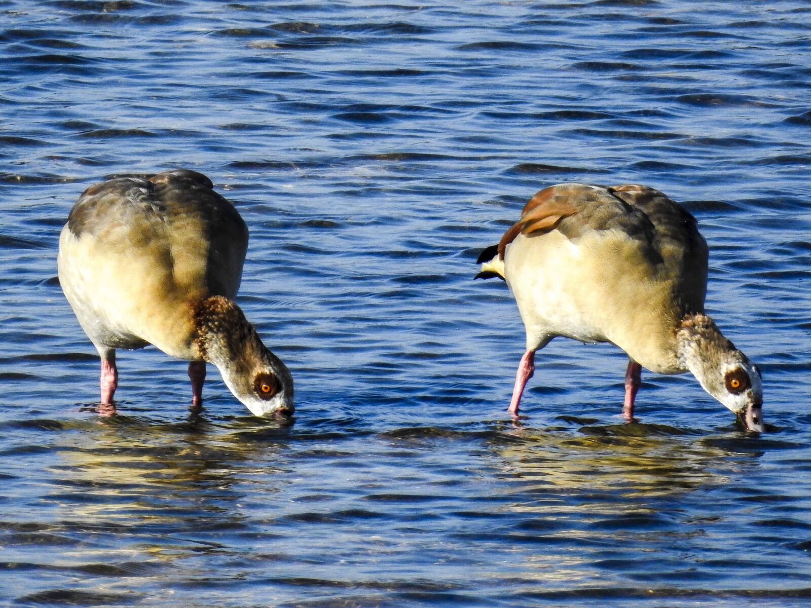 Nikon Coolpix P900 sample photo. Nilgans, goose, water bird photography