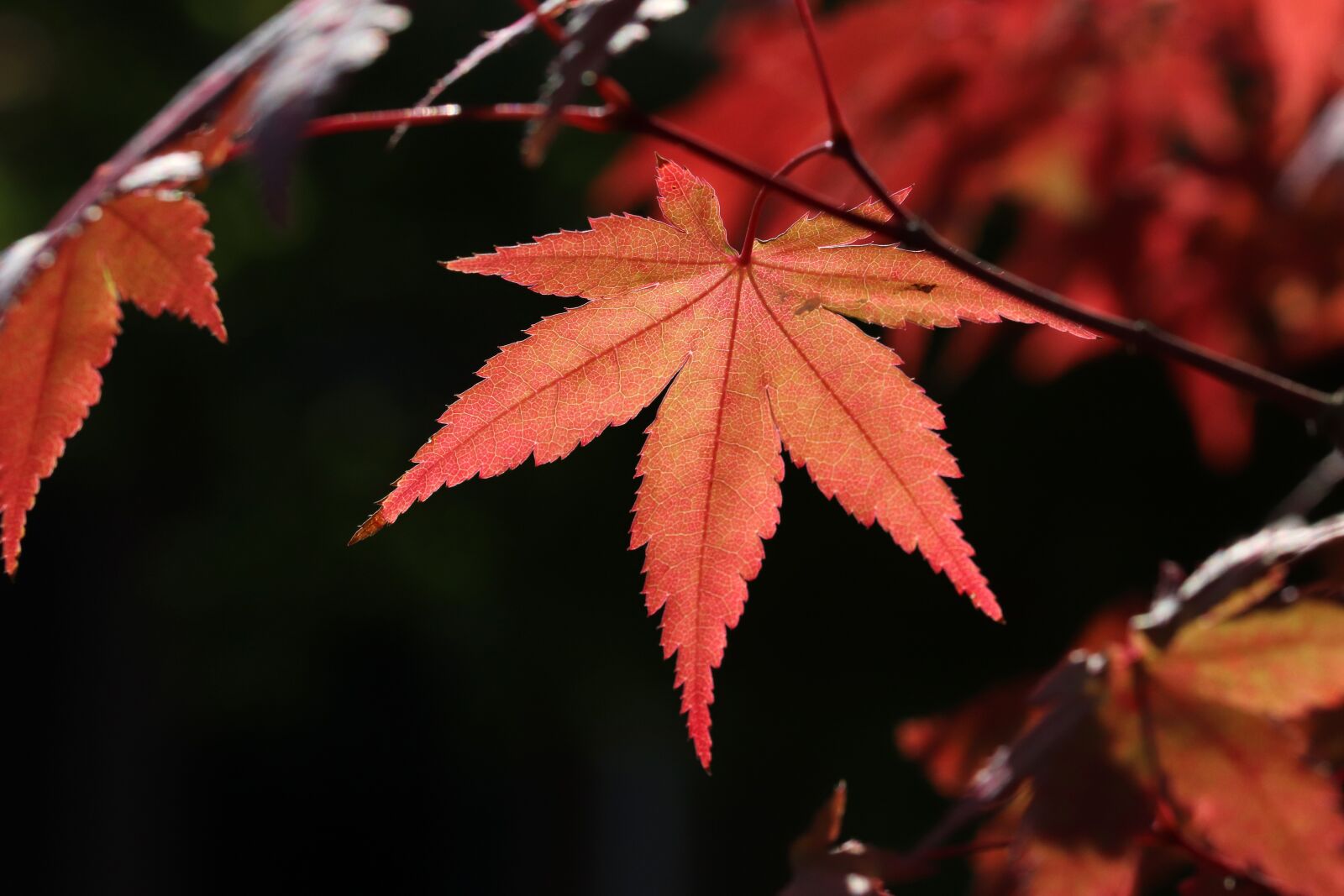 Canon EOS 800D (EOS Rebel T7i / EOS Kiss X9i) sample photo. Autumn leaves, autumn, maple photography