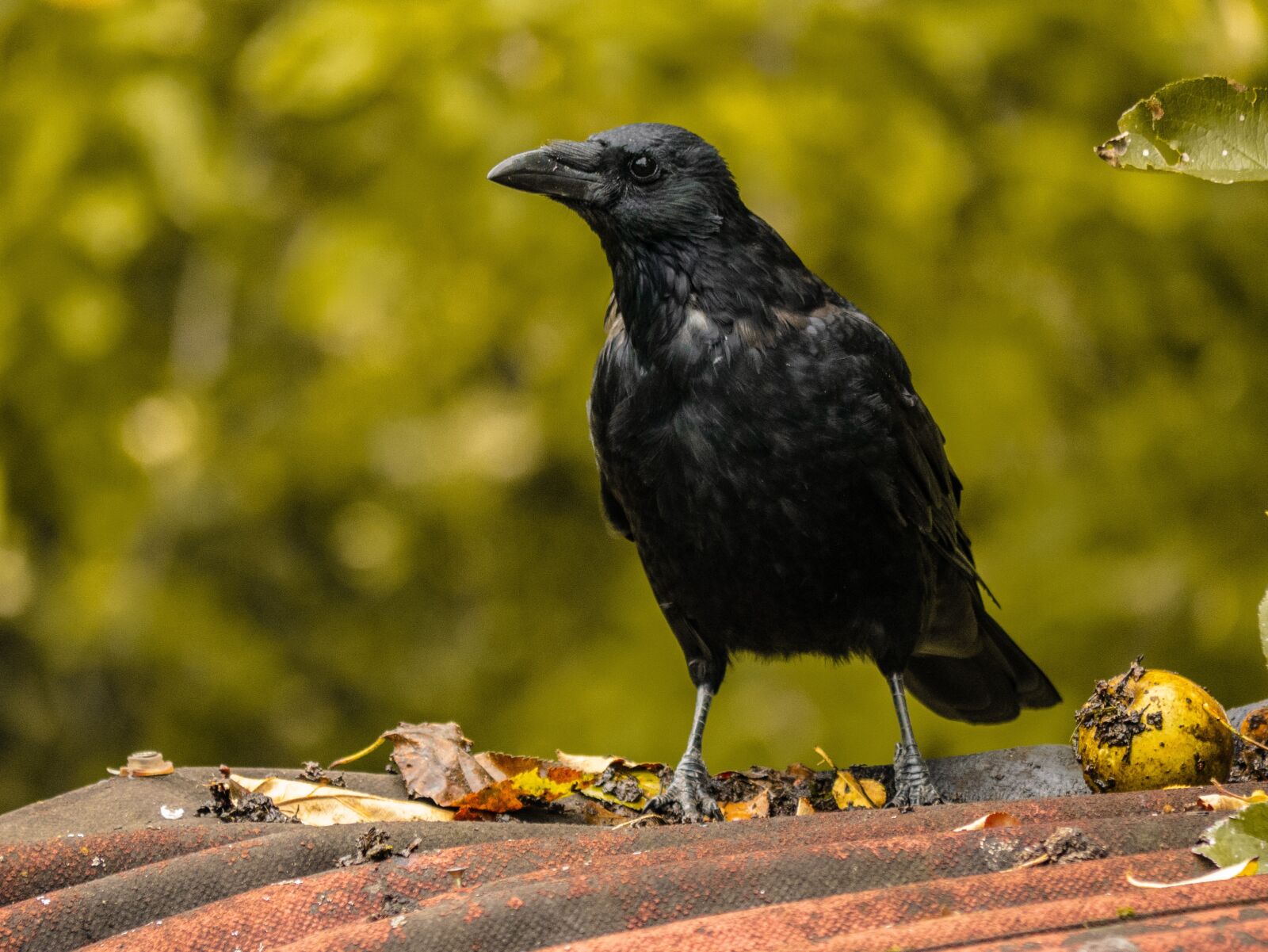 LUMIX G VARIO 100-300/F4.0-5.6II sample photo. Raven bird, crow, feather photography