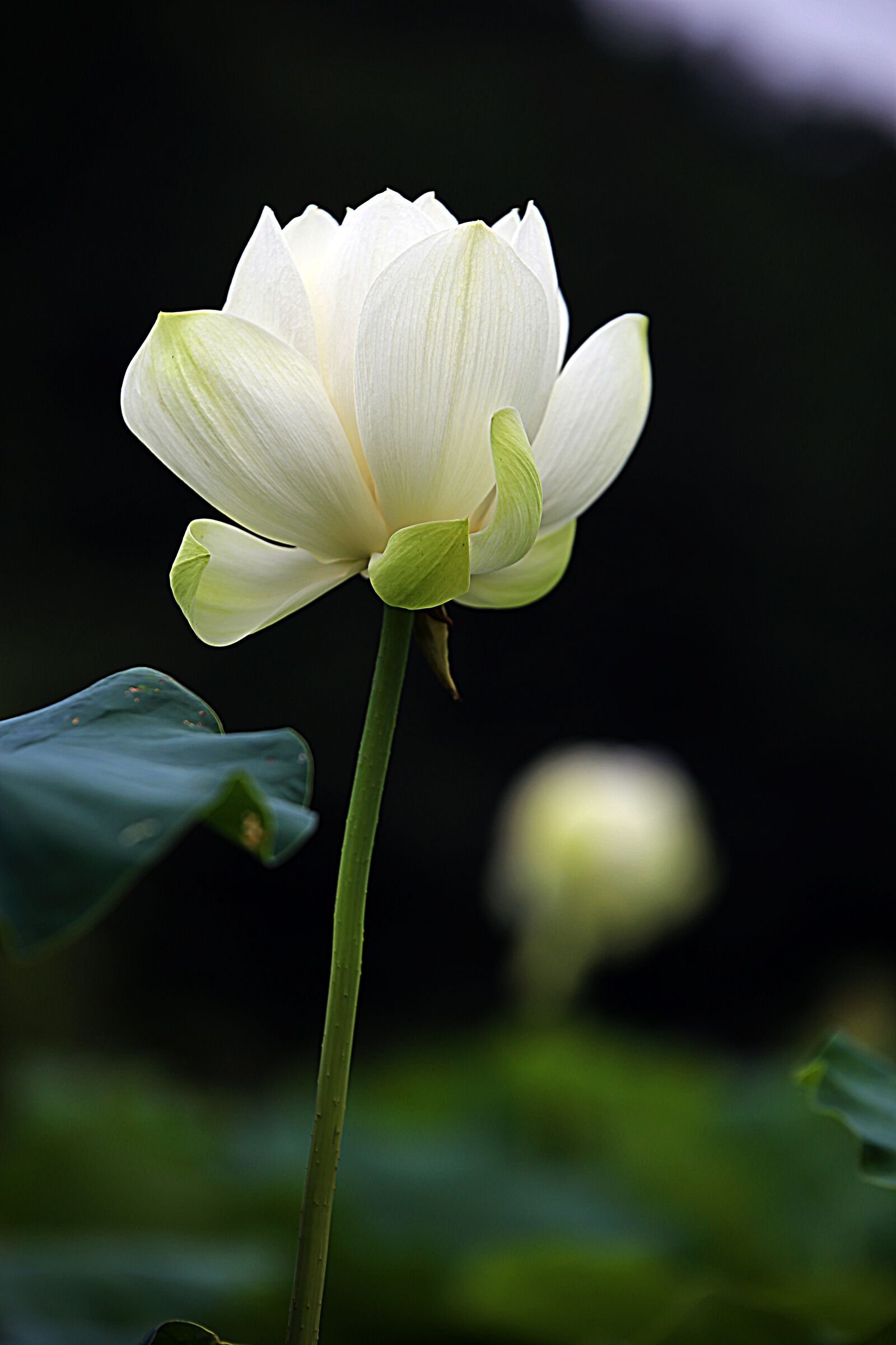 Canon EOS 6D sample photo. Lotus, flowers, kite photography