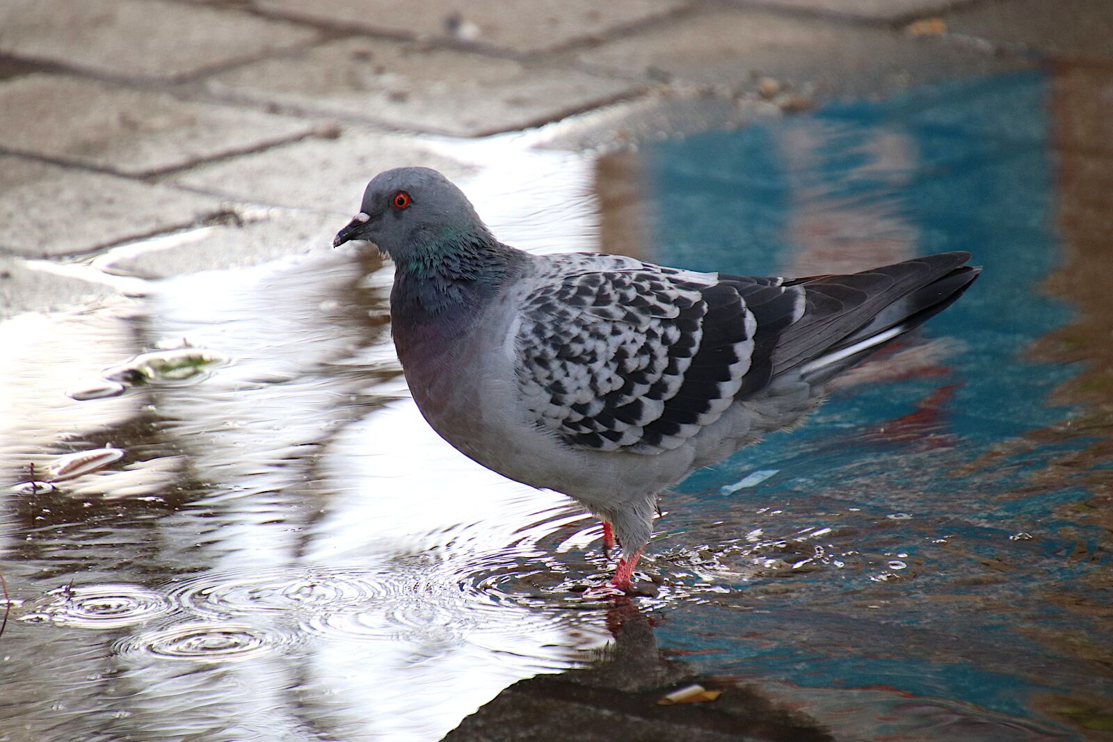Canon EOS 800D (EOS Rebel T7i / EOS Kiss X9i) sample photo. Pigeons, birds, grey photography