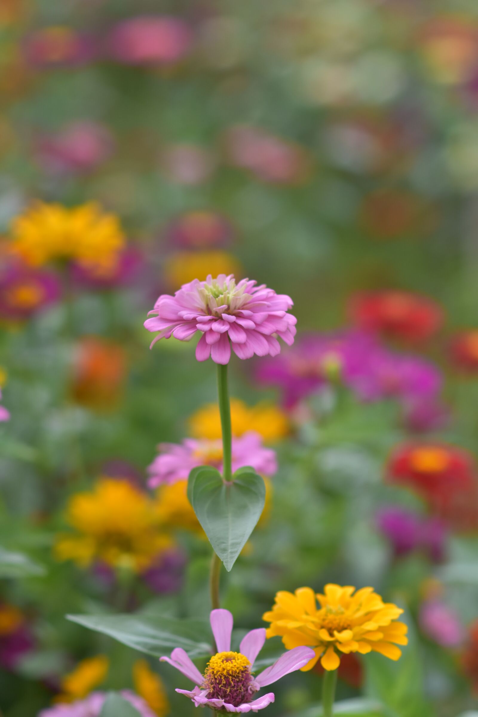 Nikon D7200 sample photo. Wooden chrysanthemum, summer, blooming photography