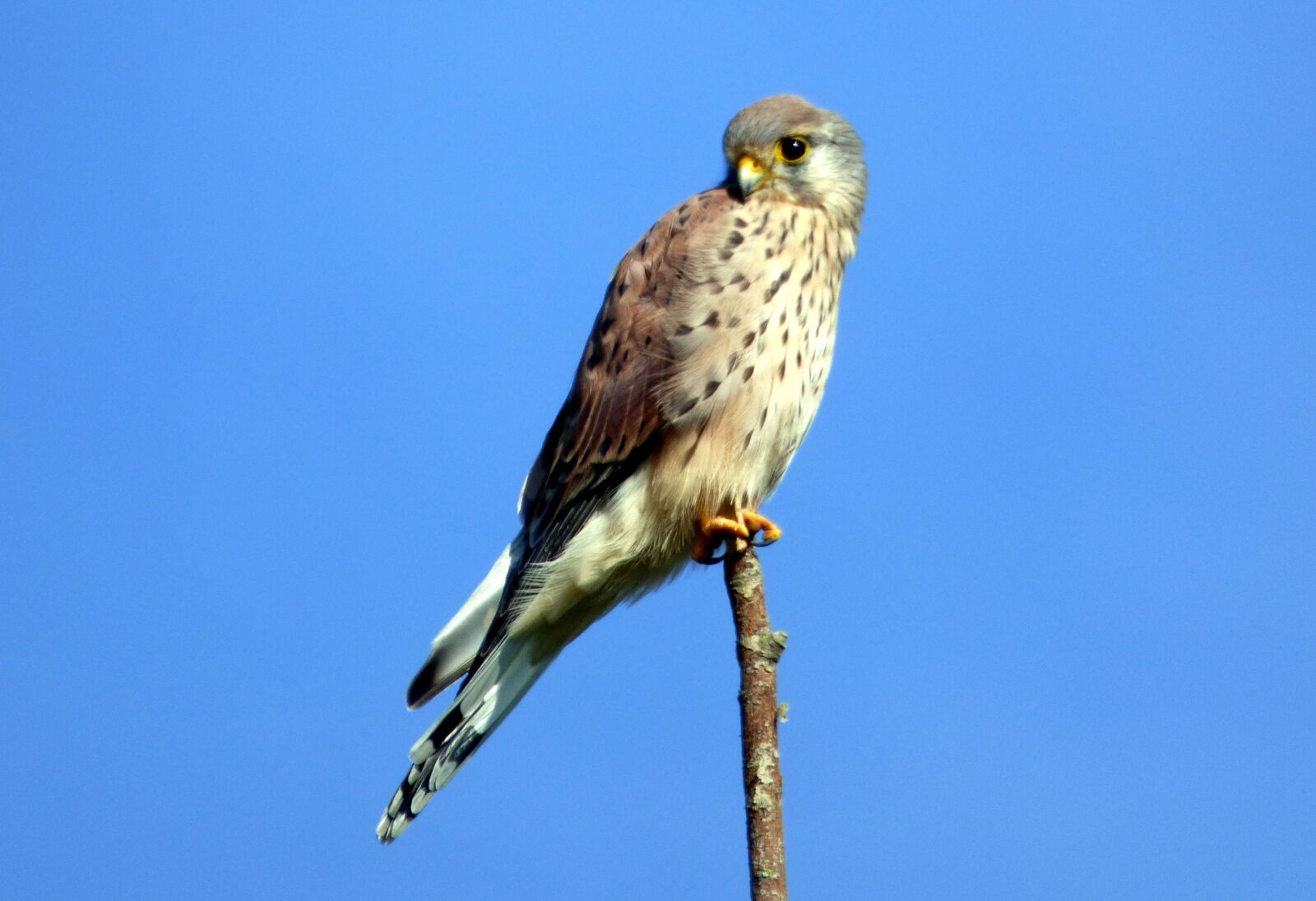 Panasonic DMC-FZ72 sample photo. Falcon, rattle, bird photography