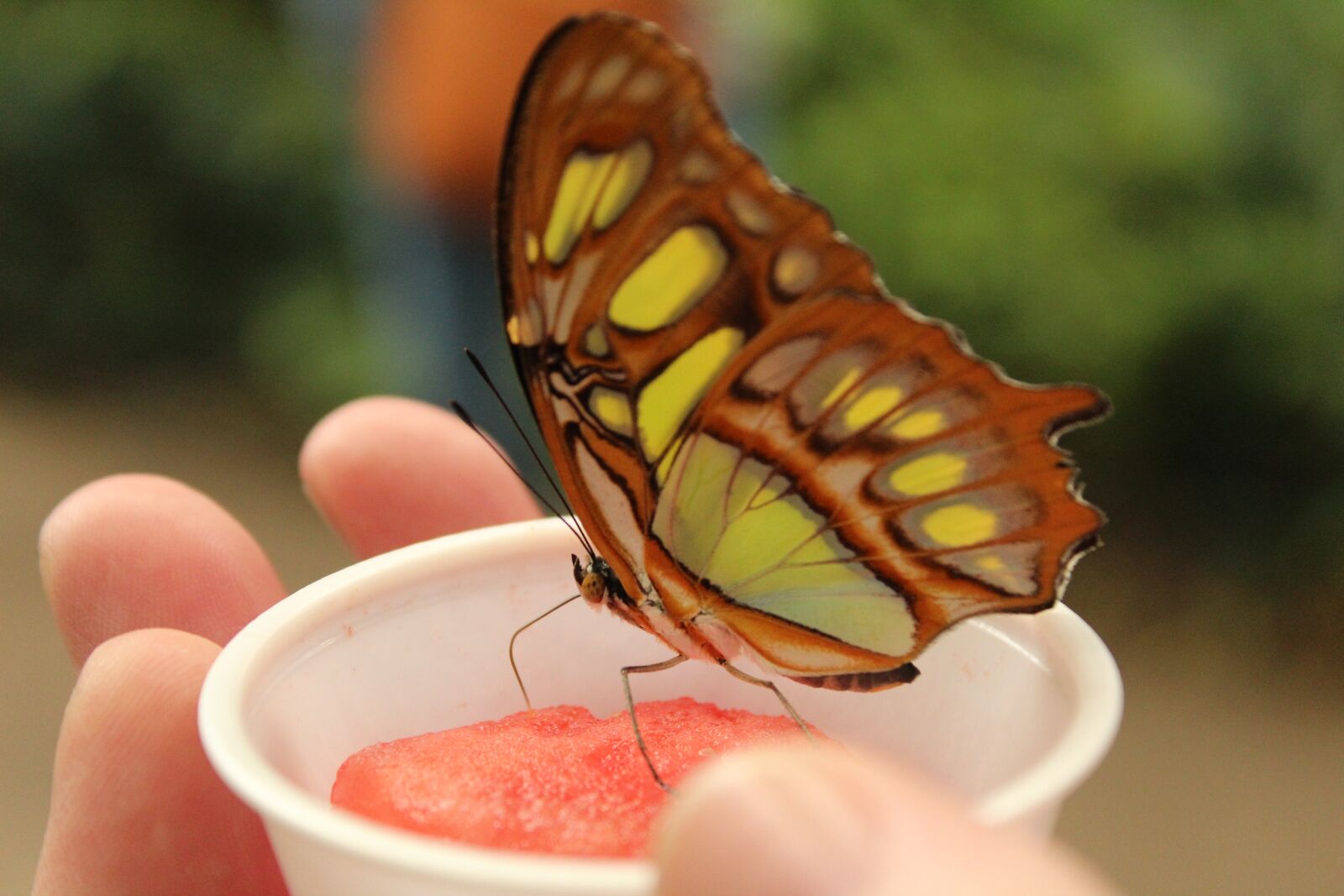 Canon EOS 1300D (EOS Rebel T6 / EOS Kiss X80) sample photo. Butterfly, cup, hand photography