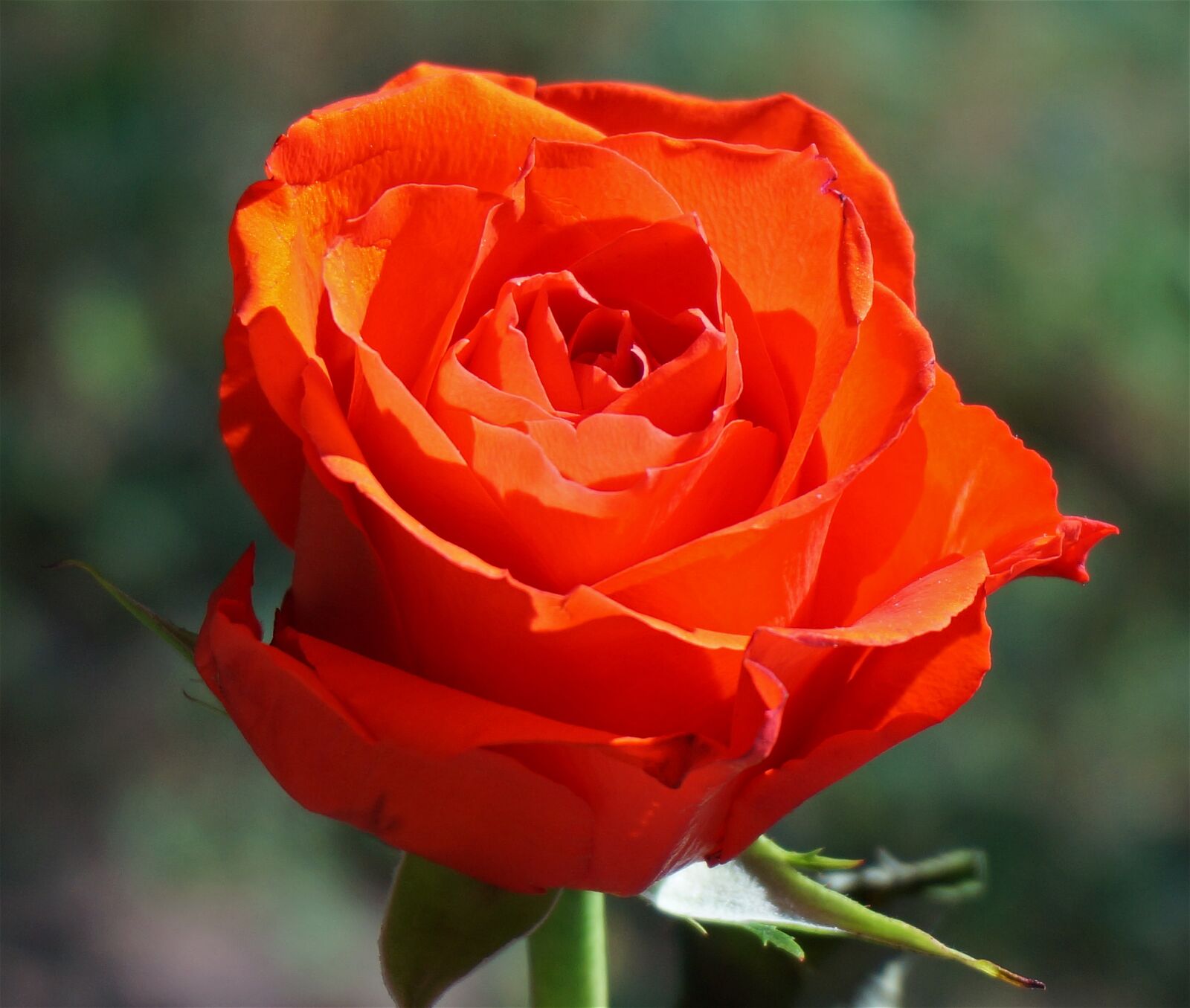 Sony Alpha NEX-5T sample photo. Orange rose, rose, flower photography