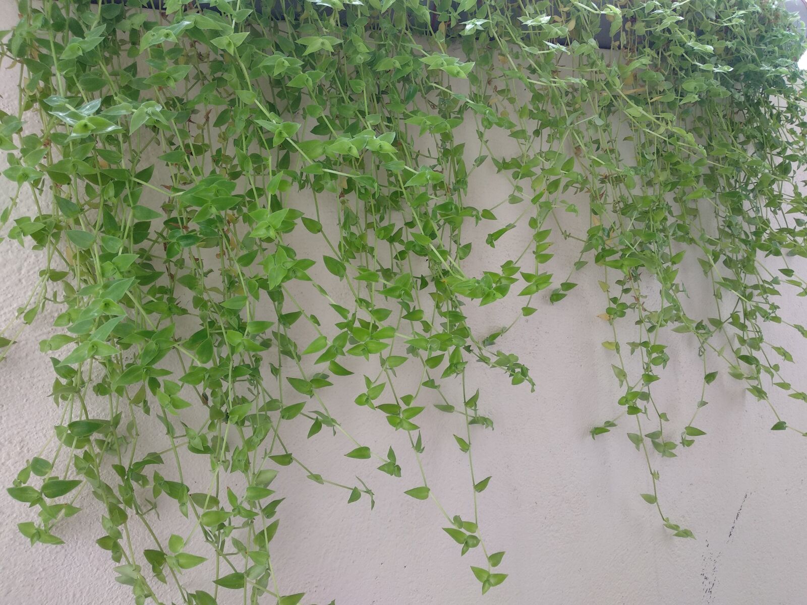 Xiaomi Mi A1 sample photo. Turtle wine, hanging plants photography