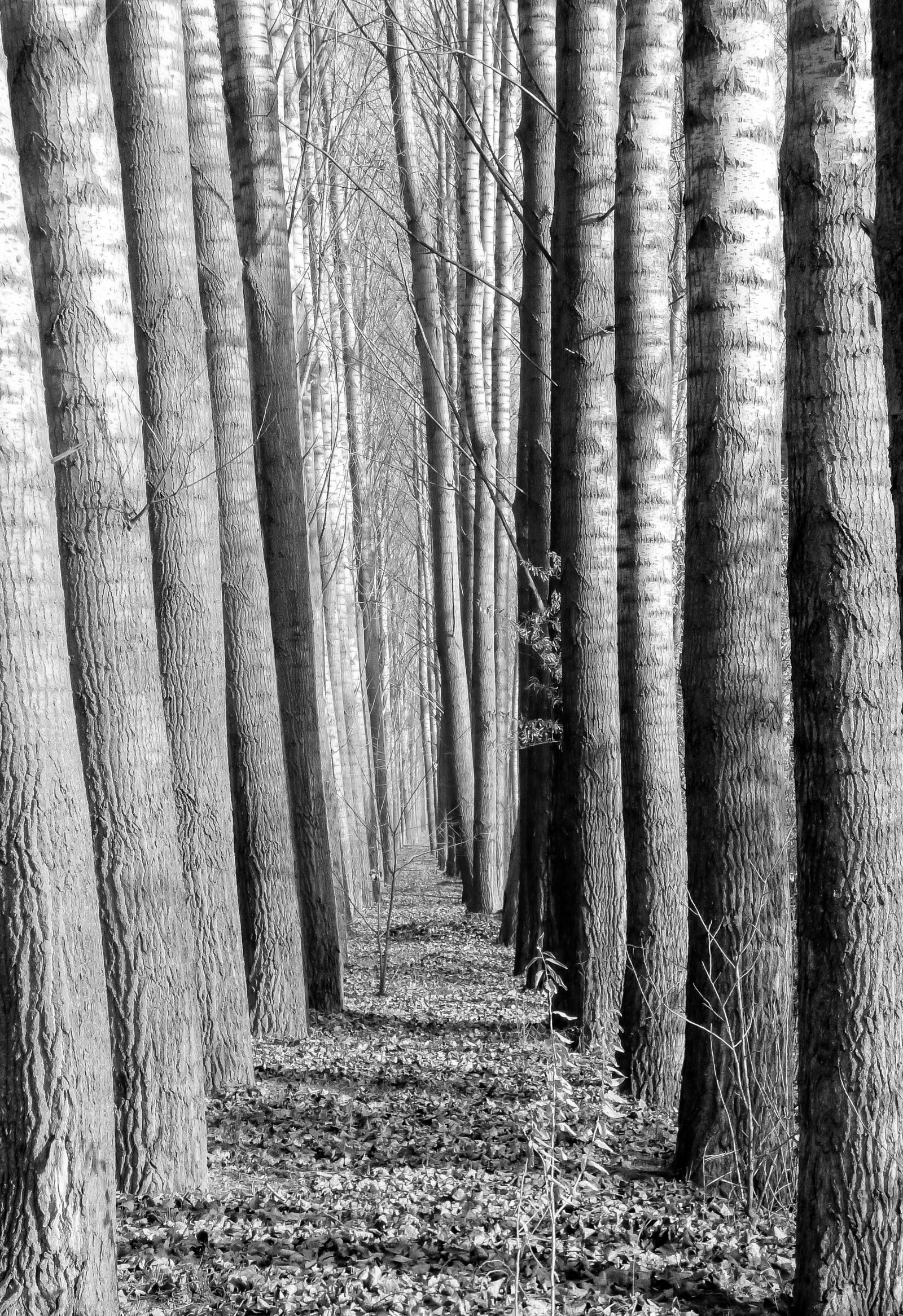 Panasonic DMC-FZ72 sample photo. Wood, forest, avenue photography