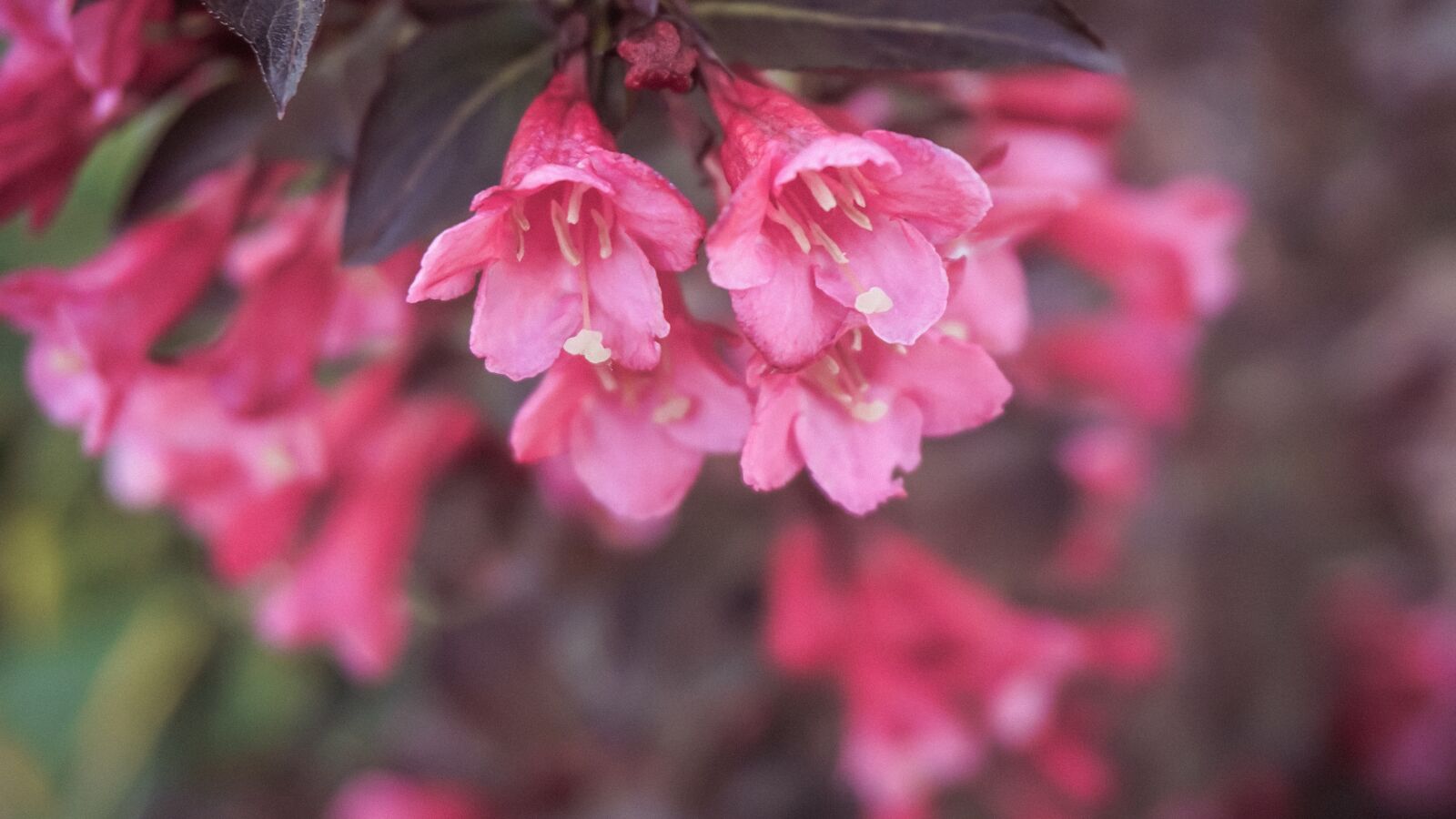 Sony a6000 sample photo. Flower, pink, nature, love photography