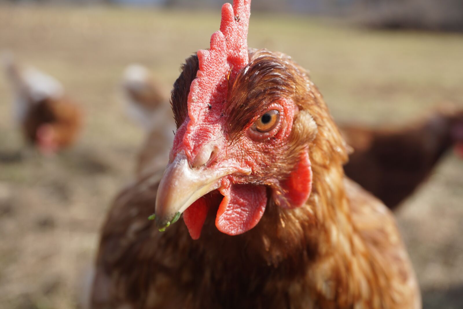 Sony a6000 sample photo. Chicken, hen, chickens photography