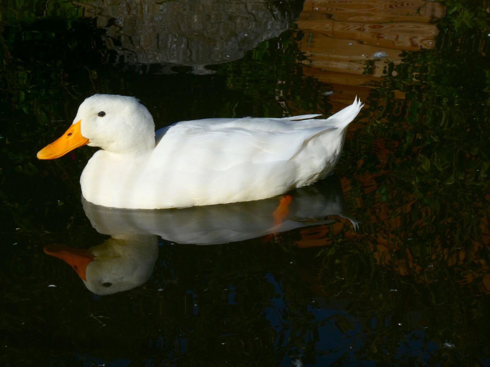 Panasonic DC-TZ91 sample photo. Duck, animal world, pond photography