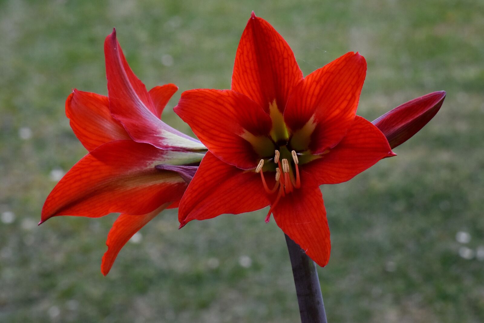 Nikon D5500 sample photo. Amaryllis, petals, red, blossom photography