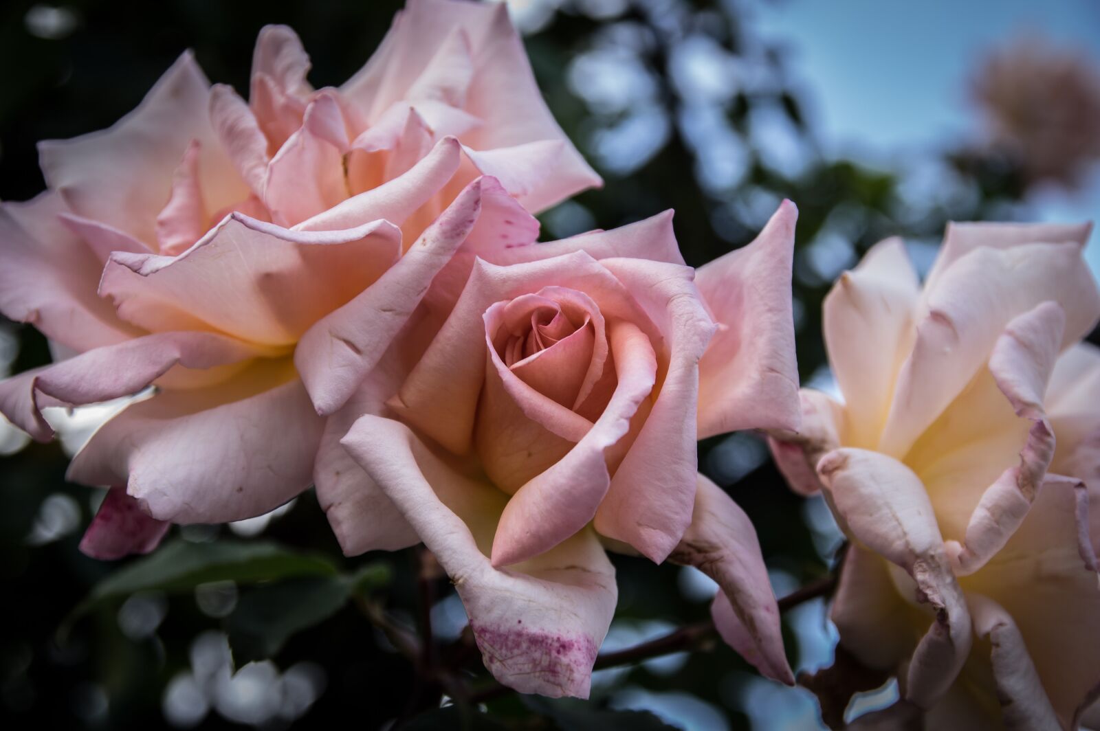 Pentax K-3 sample photo. Roses, flowers, romantic photography