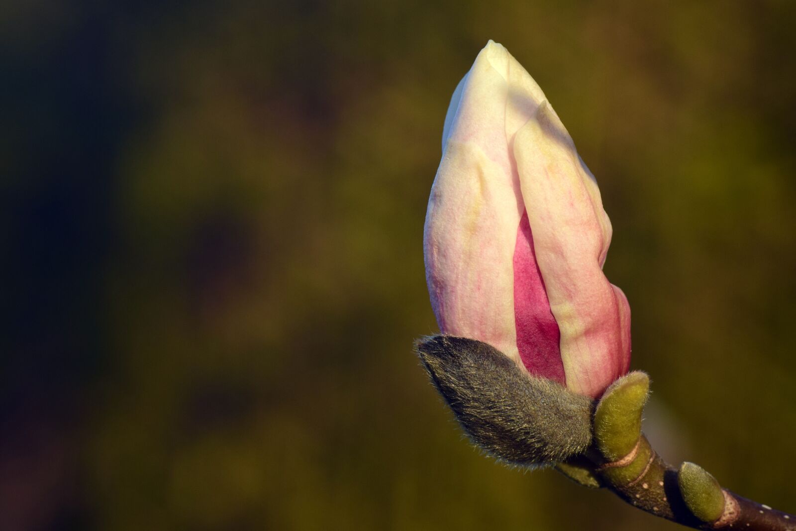 Nikon D3300 sample photo. Magnolia, bud, blossom photography