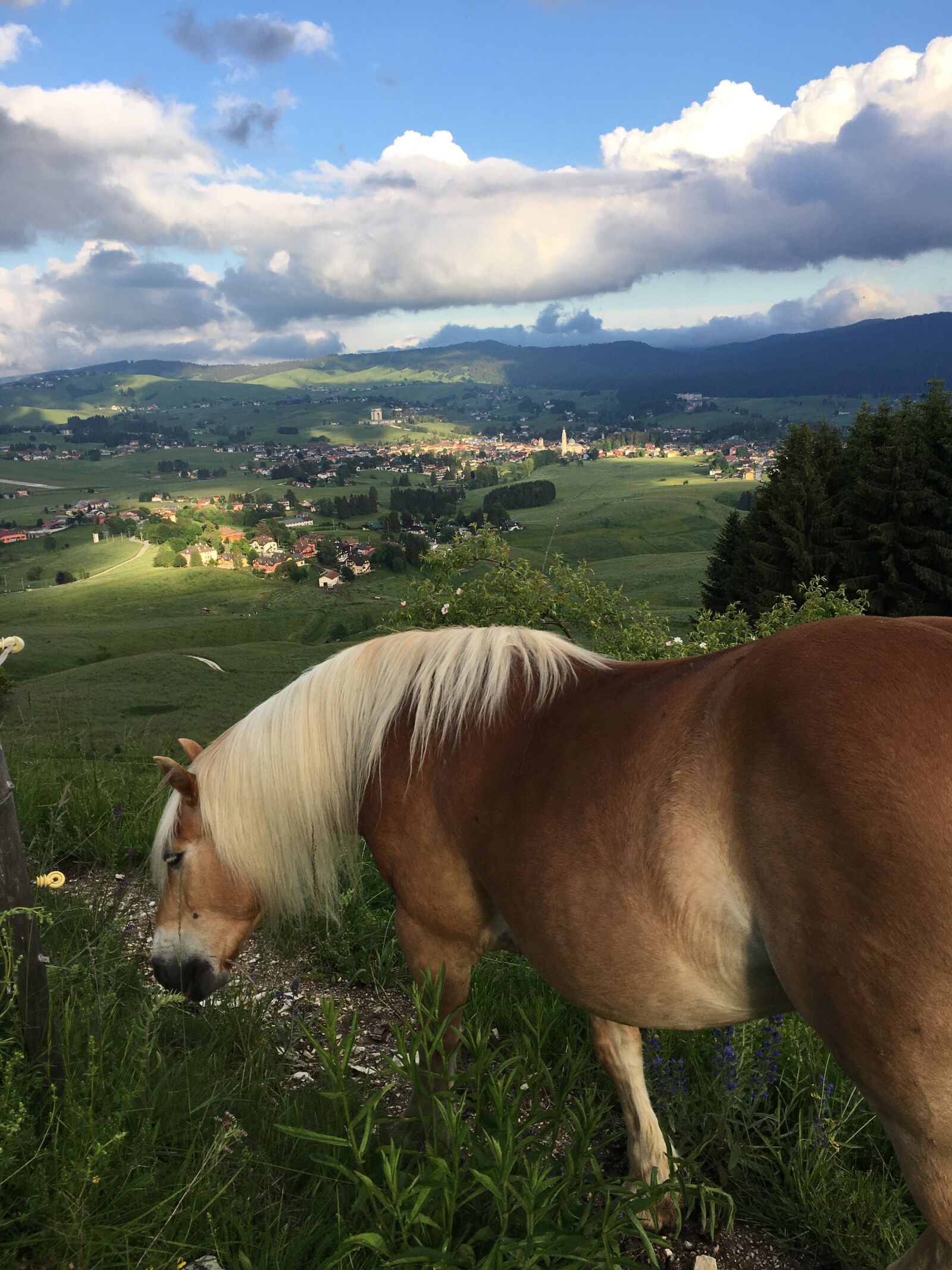 Apple iPhone 6s sample photo. Italia, asiago, horse photography