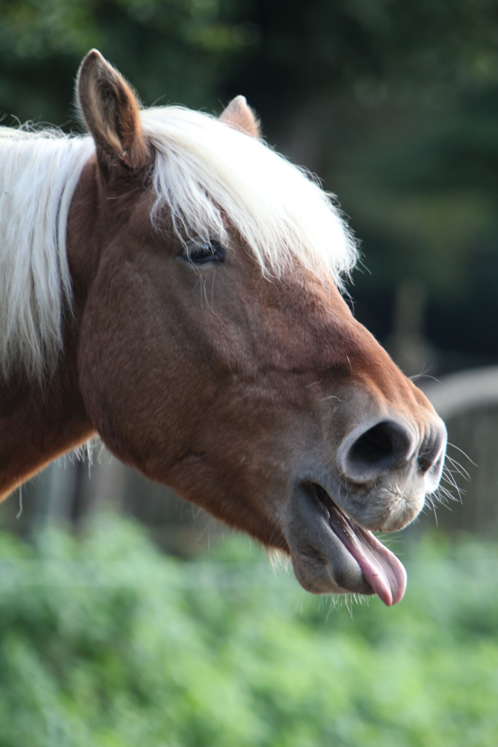 Canon EOS 5D Mark II sample photo. Horse laughing, guedelon photography