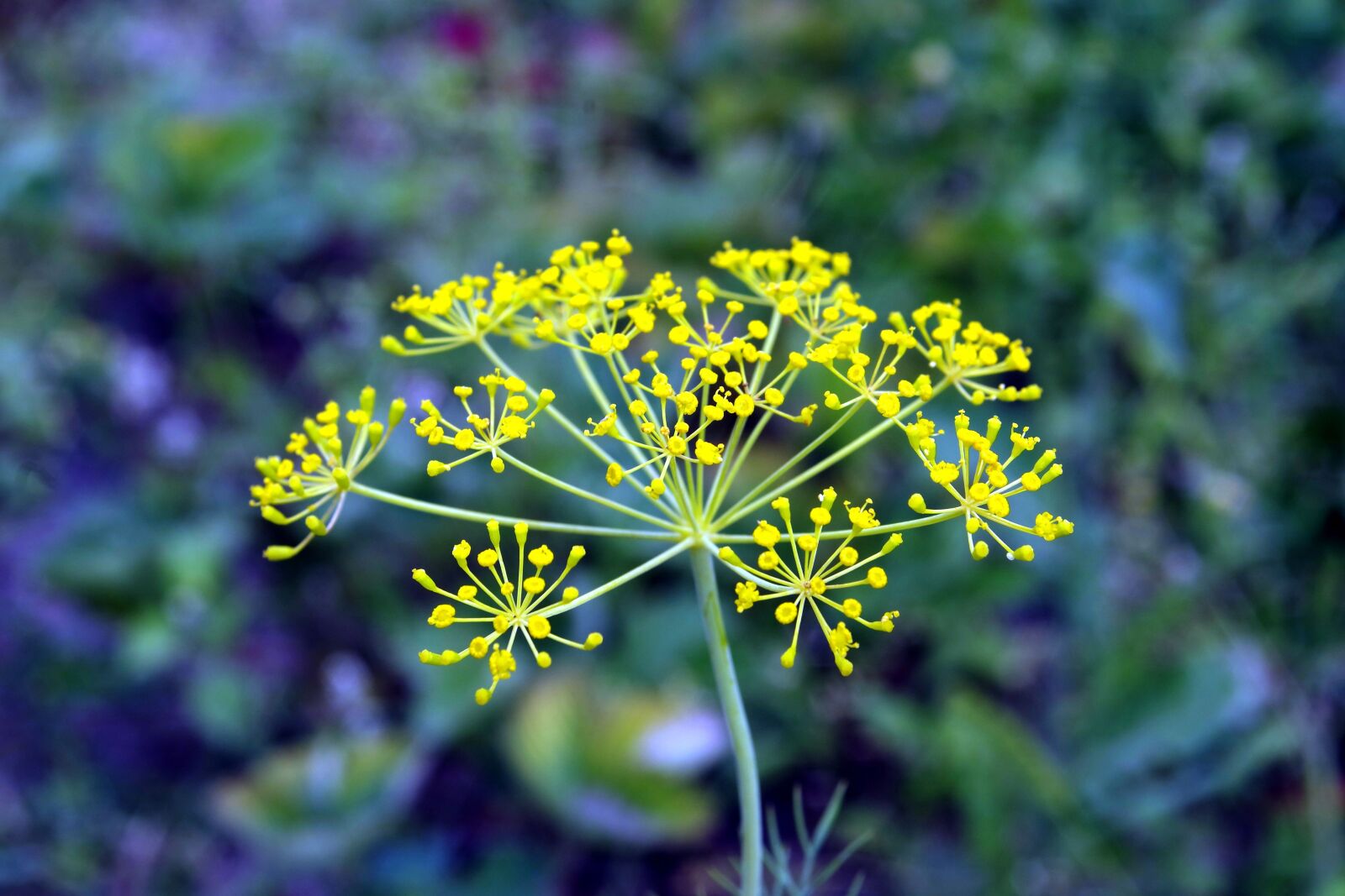 Pentax K-S2 sample photo. Koper, dill italian, flower photography