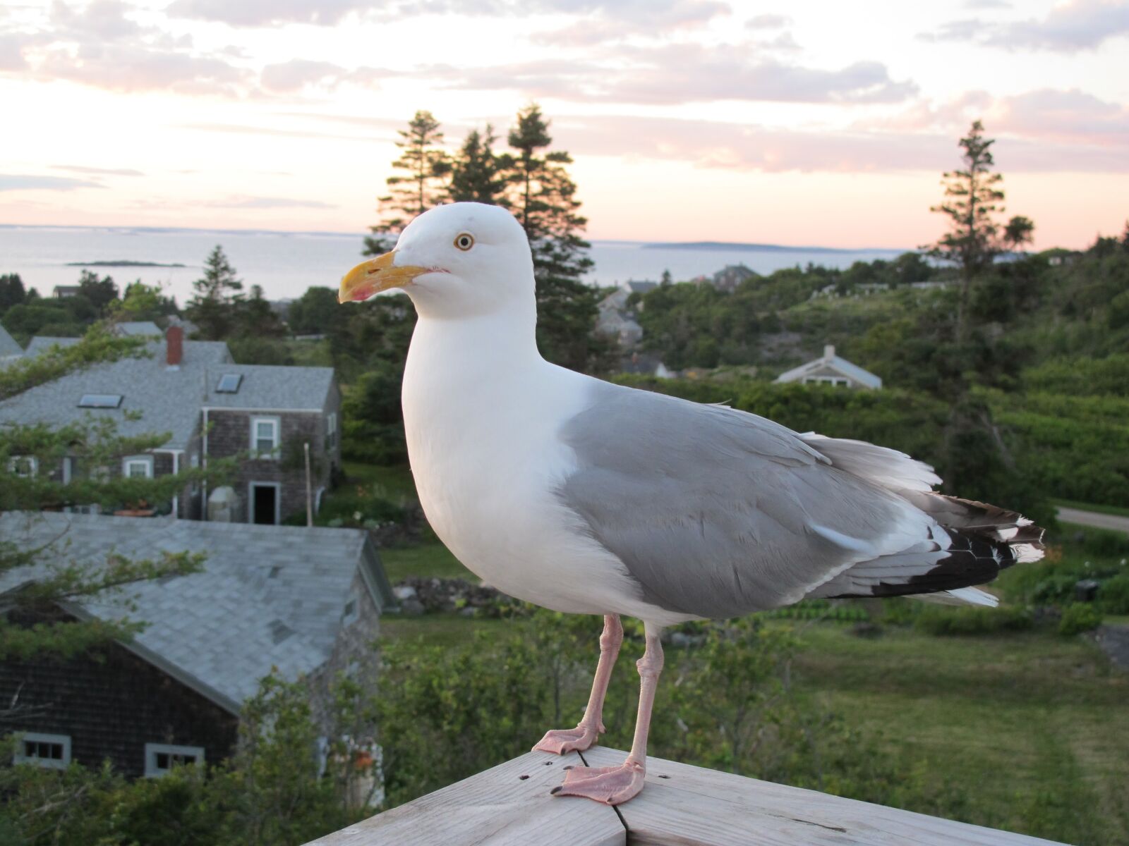 Canon PowerShot G11 sample photo. Seagull, island, cottage photography