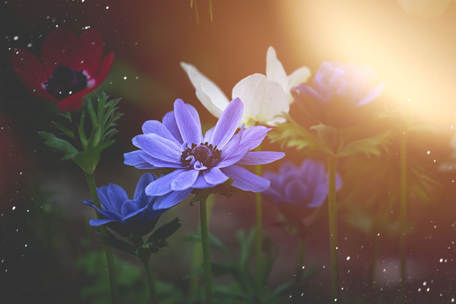 Nikon D750 sample photo. Anemone, crown anemone, blue photography