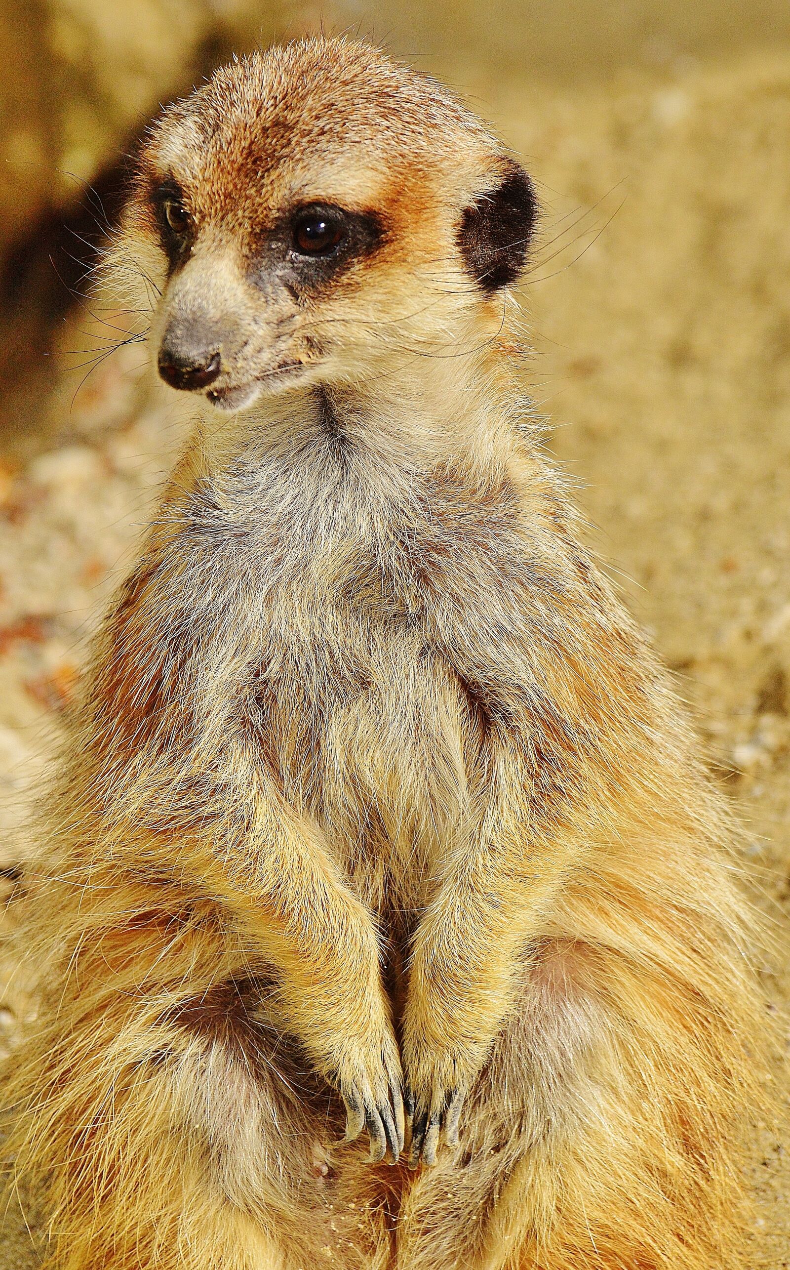 Nikon D3200 sample photo. Meerkat, animal, nature photography