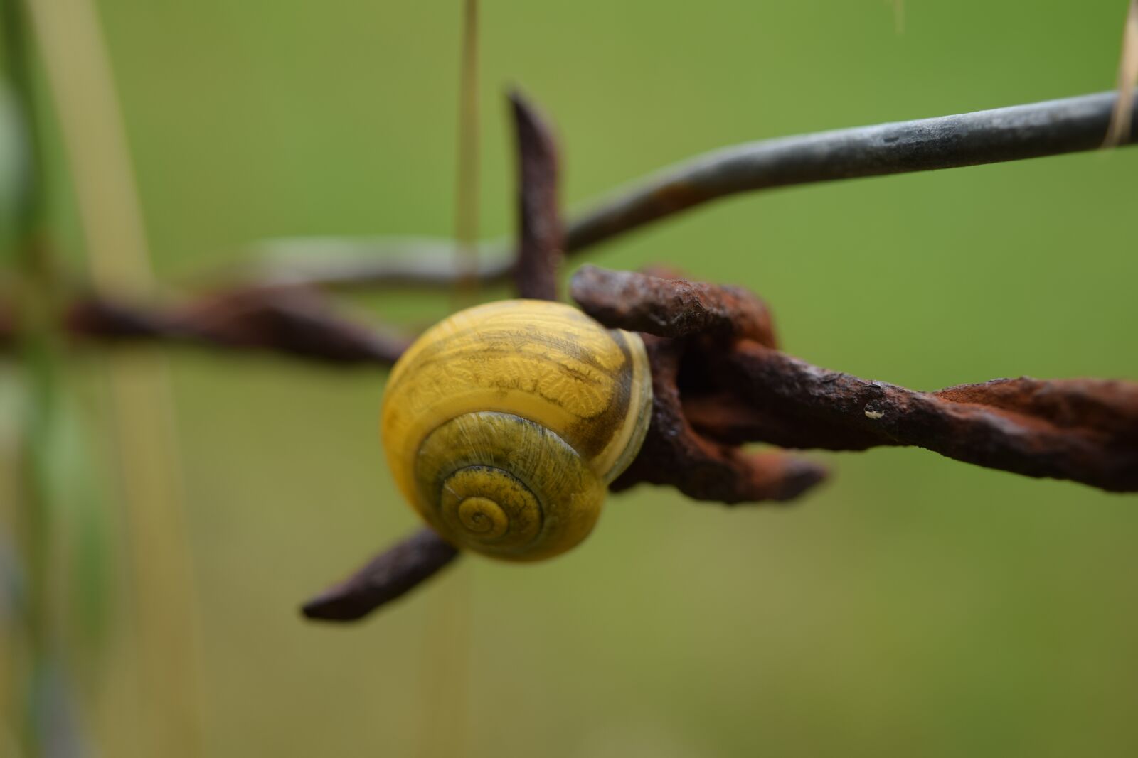 Nikon D5300 sample photo. Macro, shell, close up photography