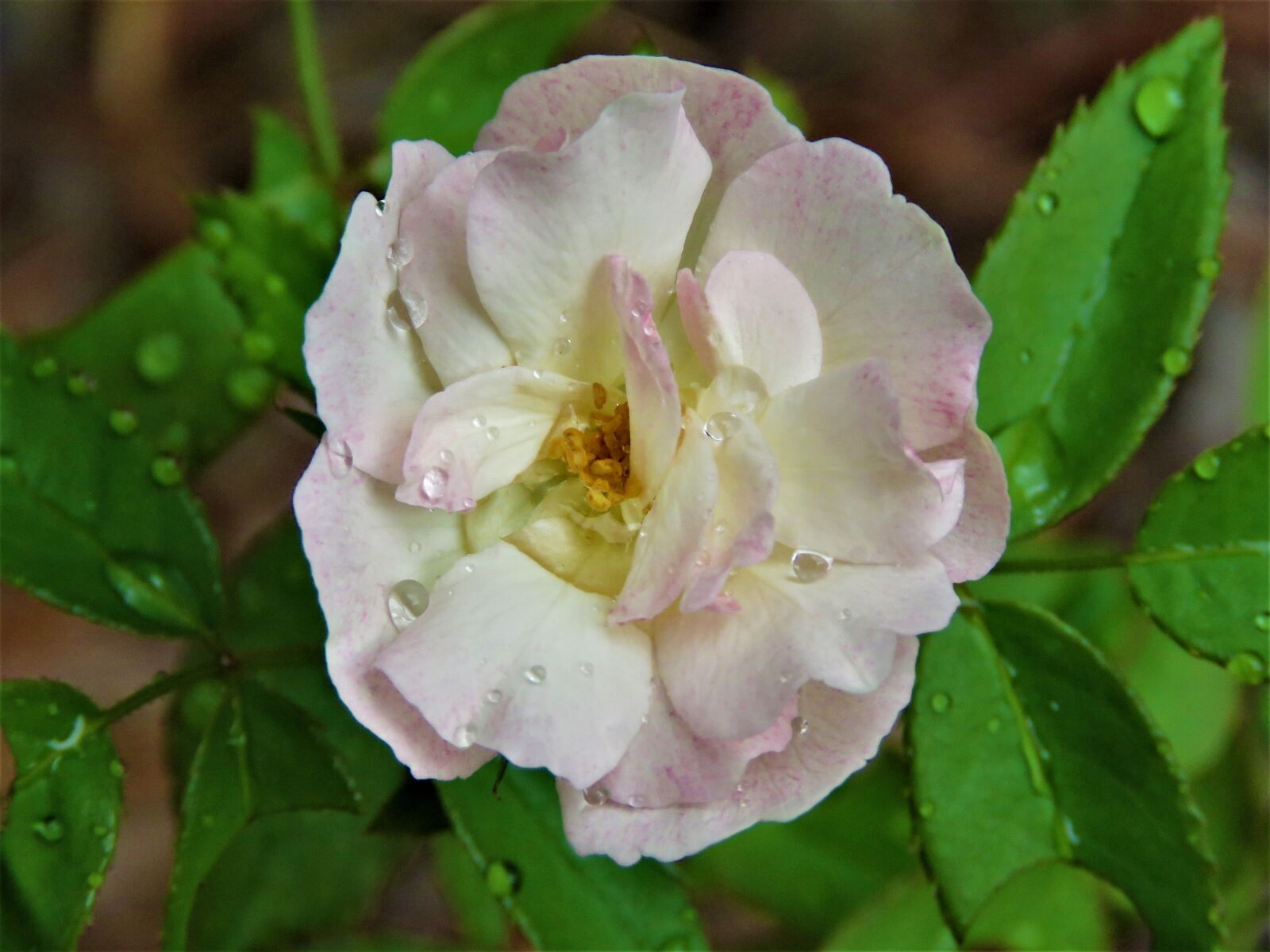 Canon PowerShot SX60 HS sample photo. Flower, pink and white photography