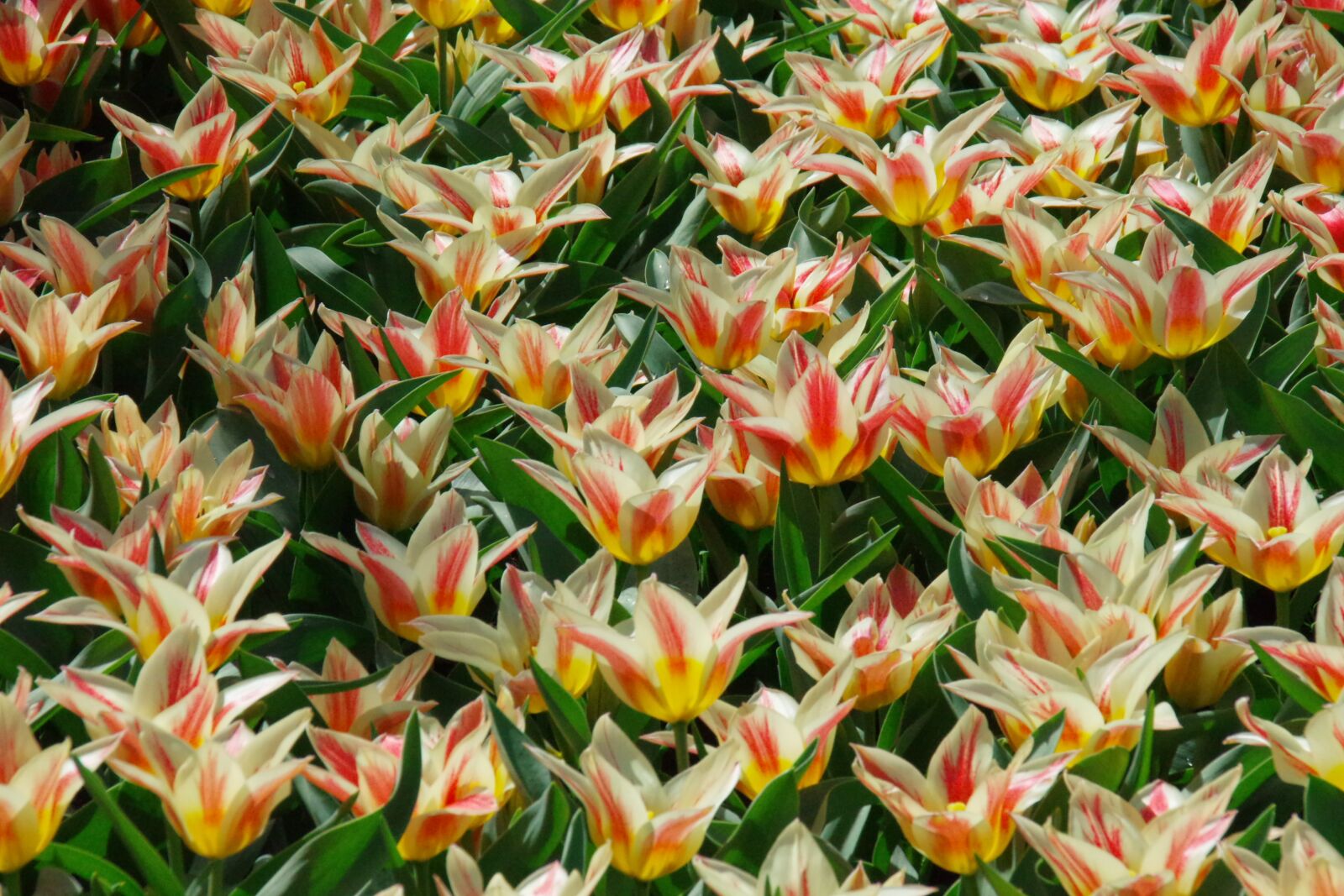 Pentax K-3 sample photo. Keukenhof, holland, tulip photography