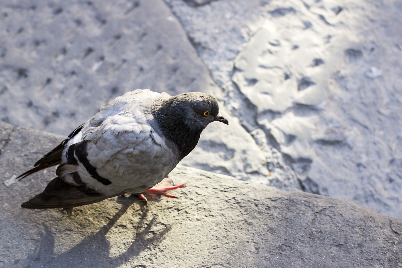 Canon EOS 600D (Rebel EOS T3i / EOS Kiss X5) sample photo. Dove, birds, nature photography