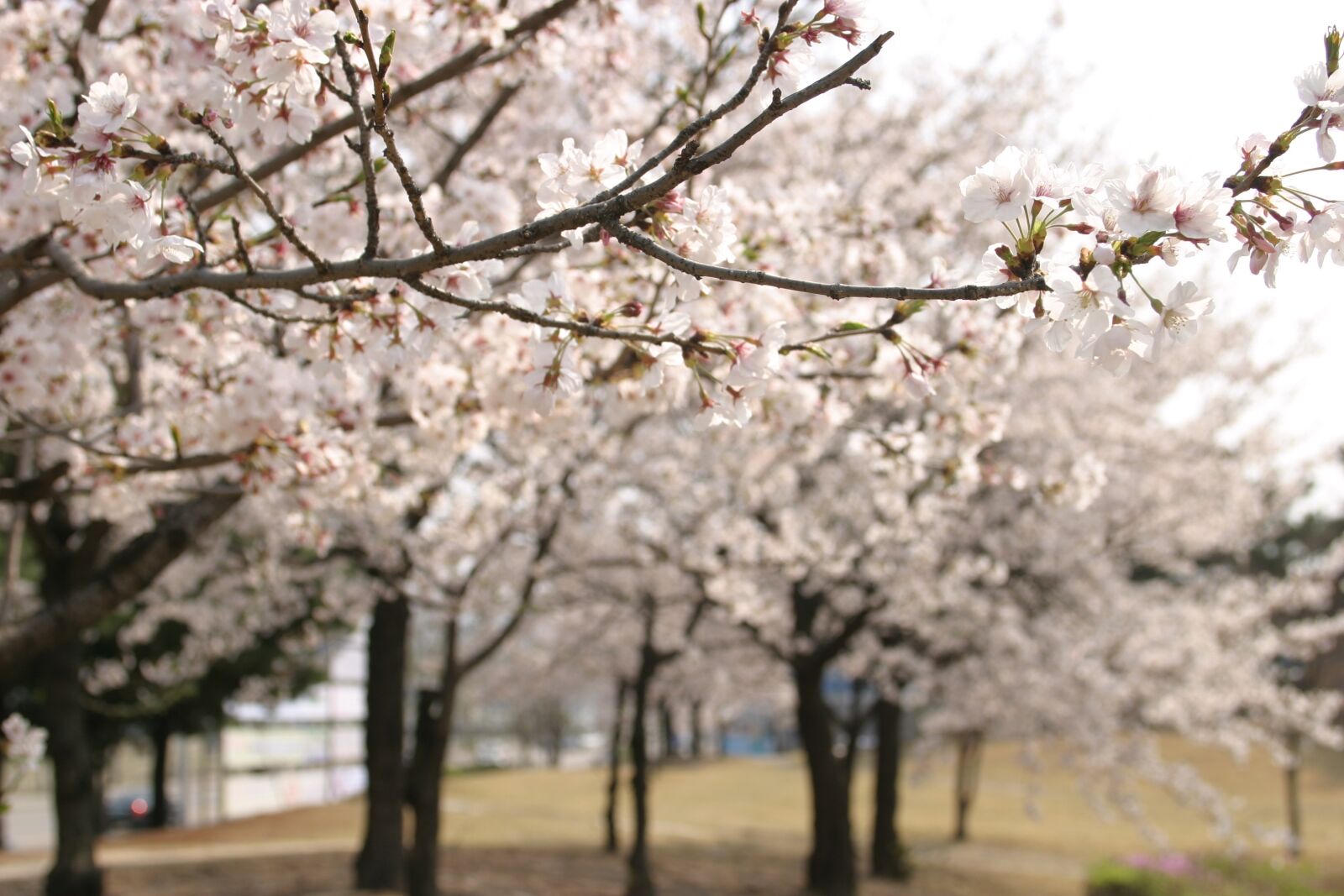 Canon EOS 10D sample photo. Cherry blossom, wood, spring photography