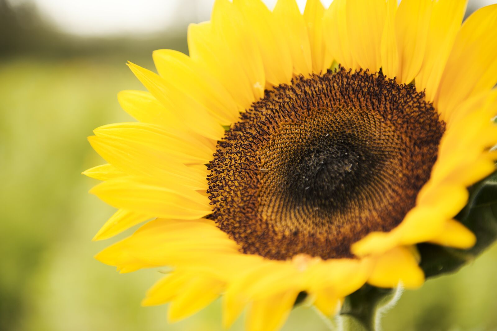 Nikon D800 sample photo. Field, nature, nobody photography