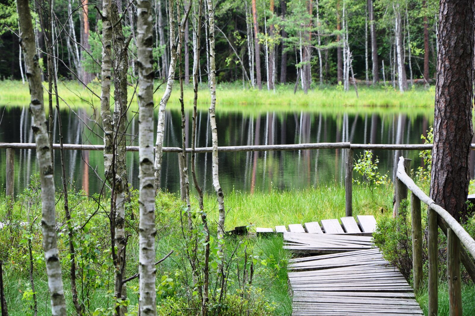 Nikon D90 sample photo. The lake is dystrophic photography