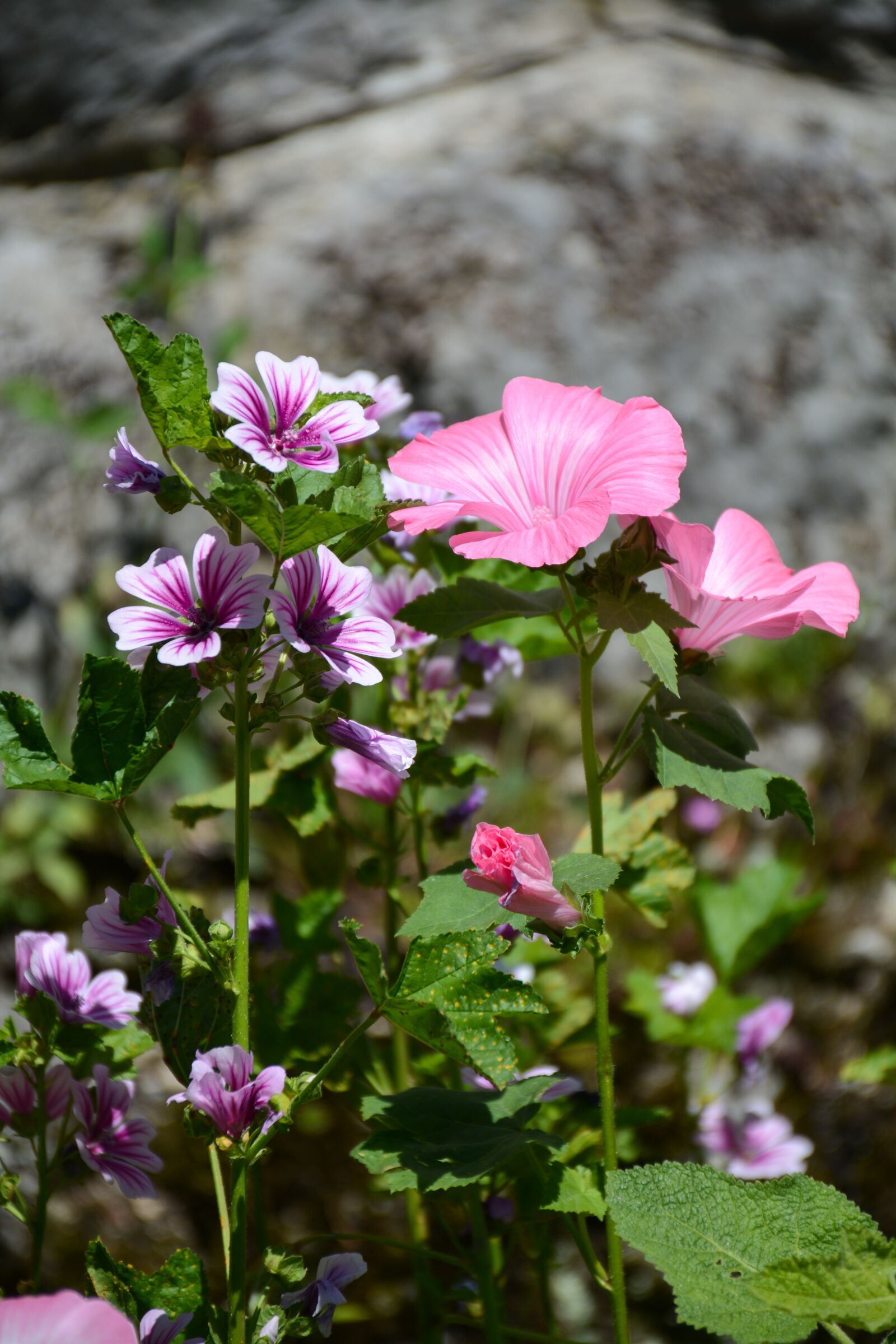 Nikon D7100 sample photo. Flowers, pink, close up photography