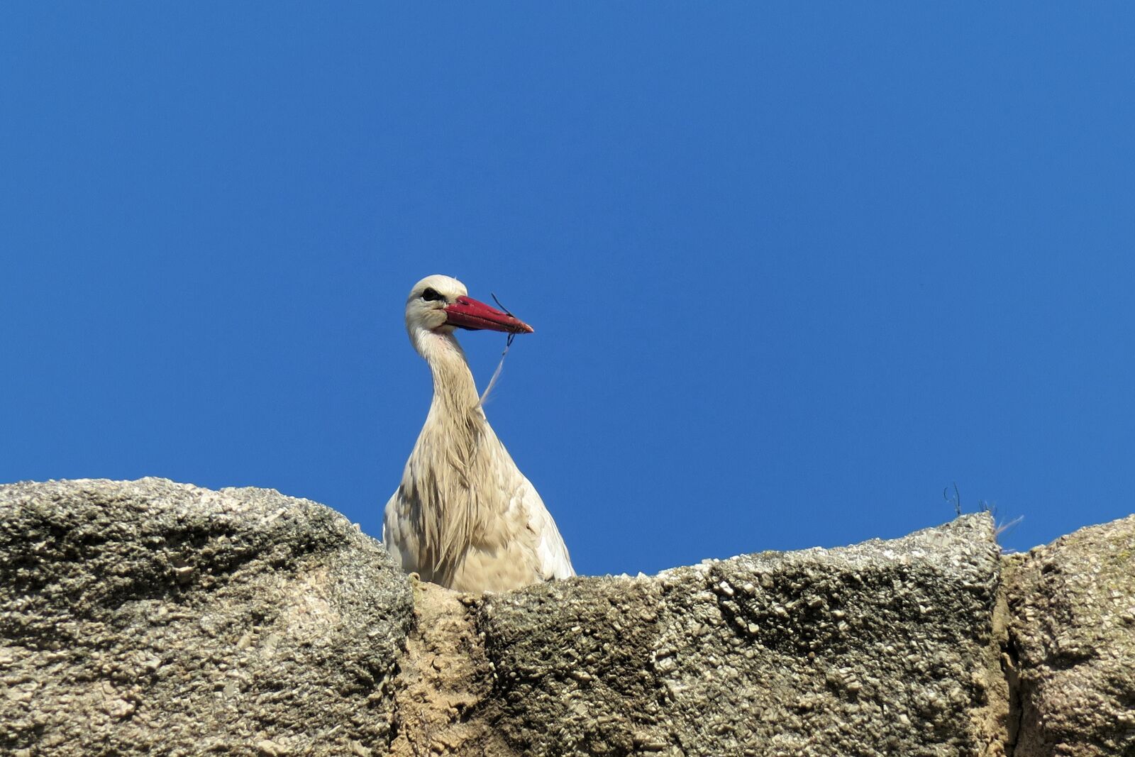 Canon PowerShot G3 X sample photo. Stork, bird, spain photography