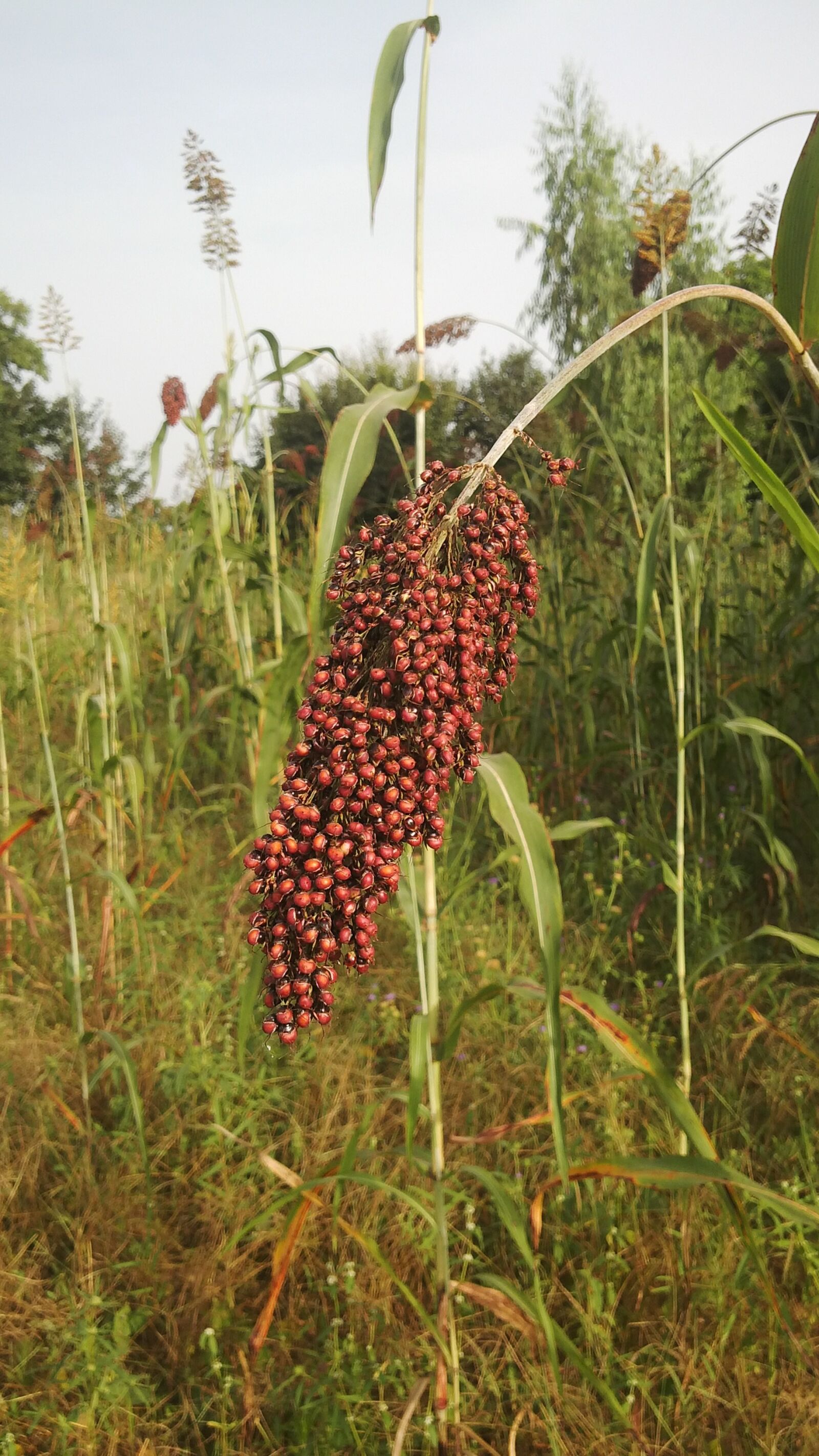 BlackBerry Z10 sample photo. Sorghum, crop, cereal photography