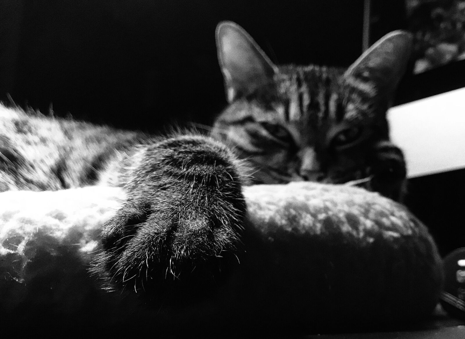 Apple iPhone 7 Plus sample photo. Black, and, white, cat photography