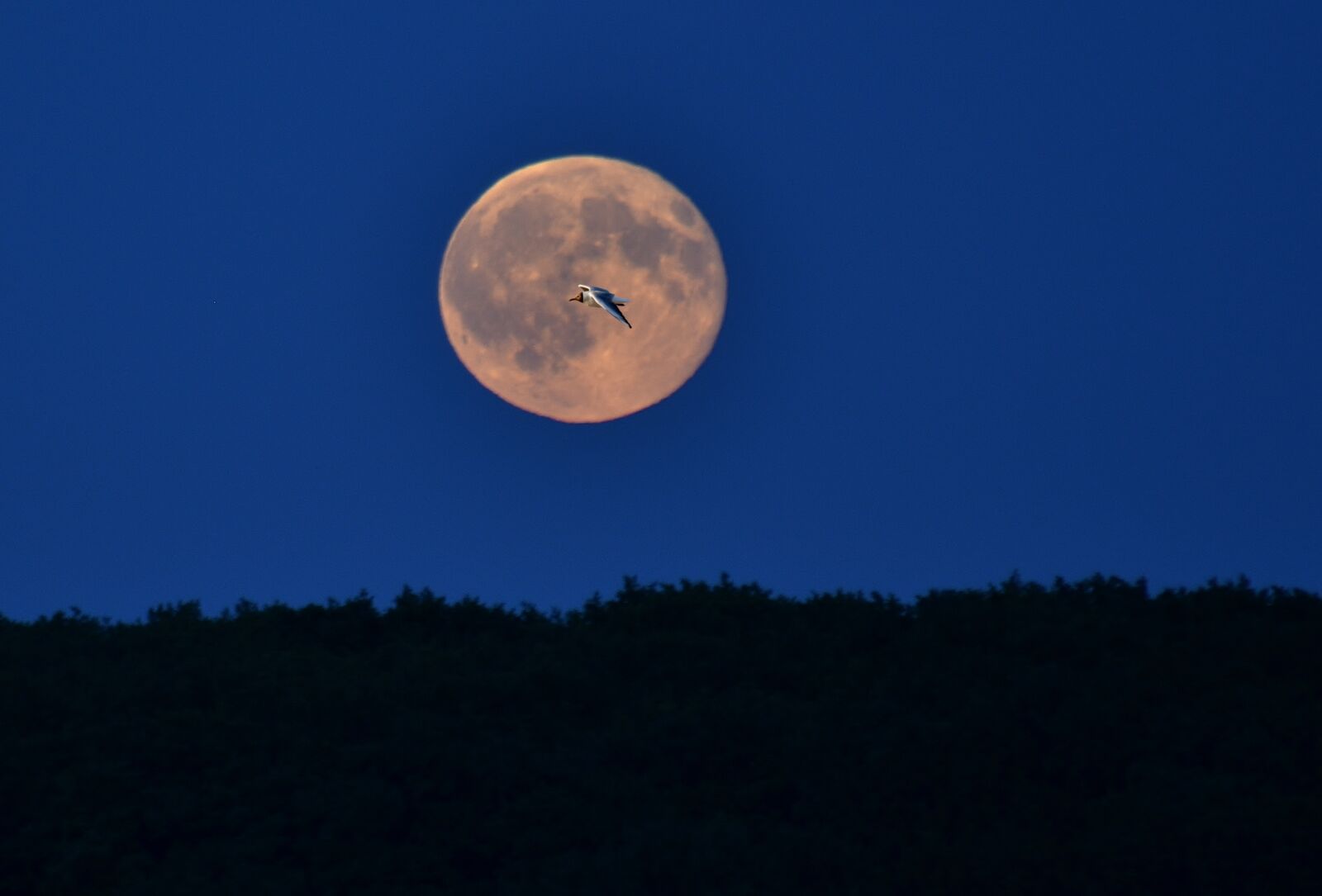 Nikon D5200 sample photo. Moon, sky photography