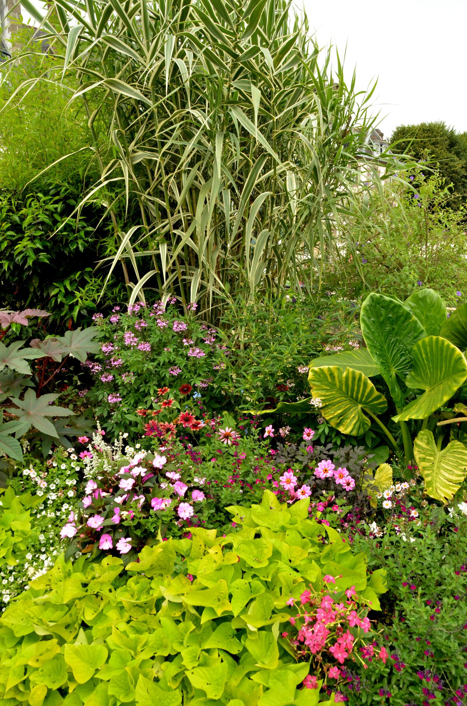 Nikon D7000 sample photo. Garden, plant, flower photography