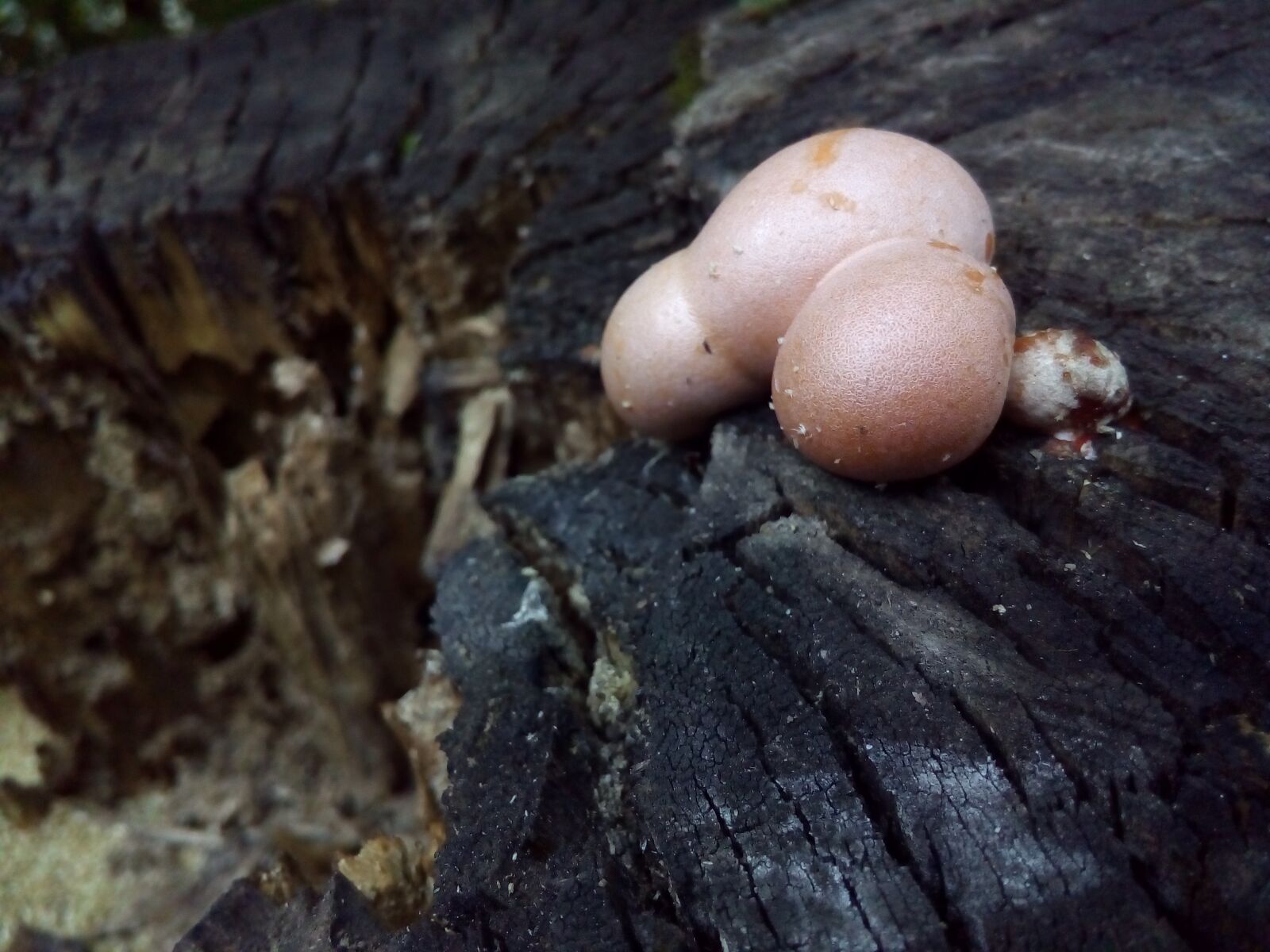 ASUS ZenFone Go (ZC500TG) sample photo. Mushroom, woody, mouldering stump photography