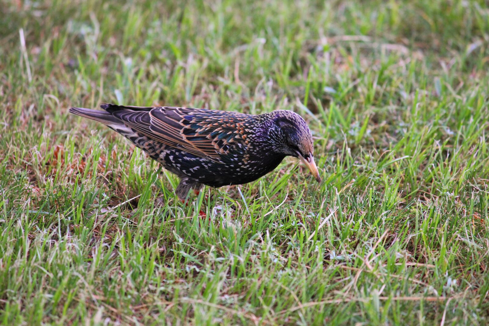 Canon EOS 550D (EOS Rebel T2i / EOS Kiss X4) sample photo. Star, bird, songbird photography