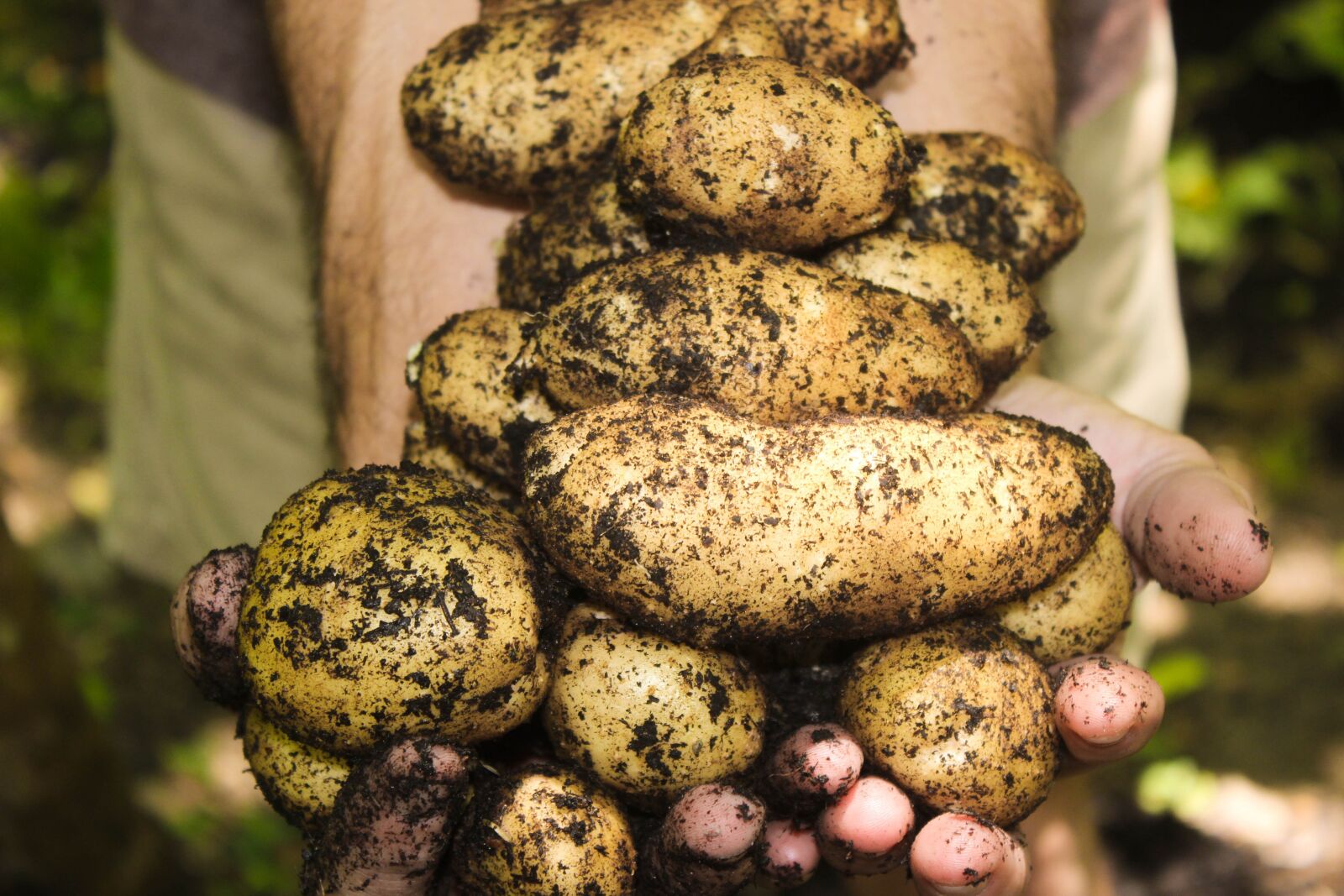 Canon EOS 600D (Rebel EOS T3i / EOS Kiss X5) sample photo. Potatoes, natural, soil photography