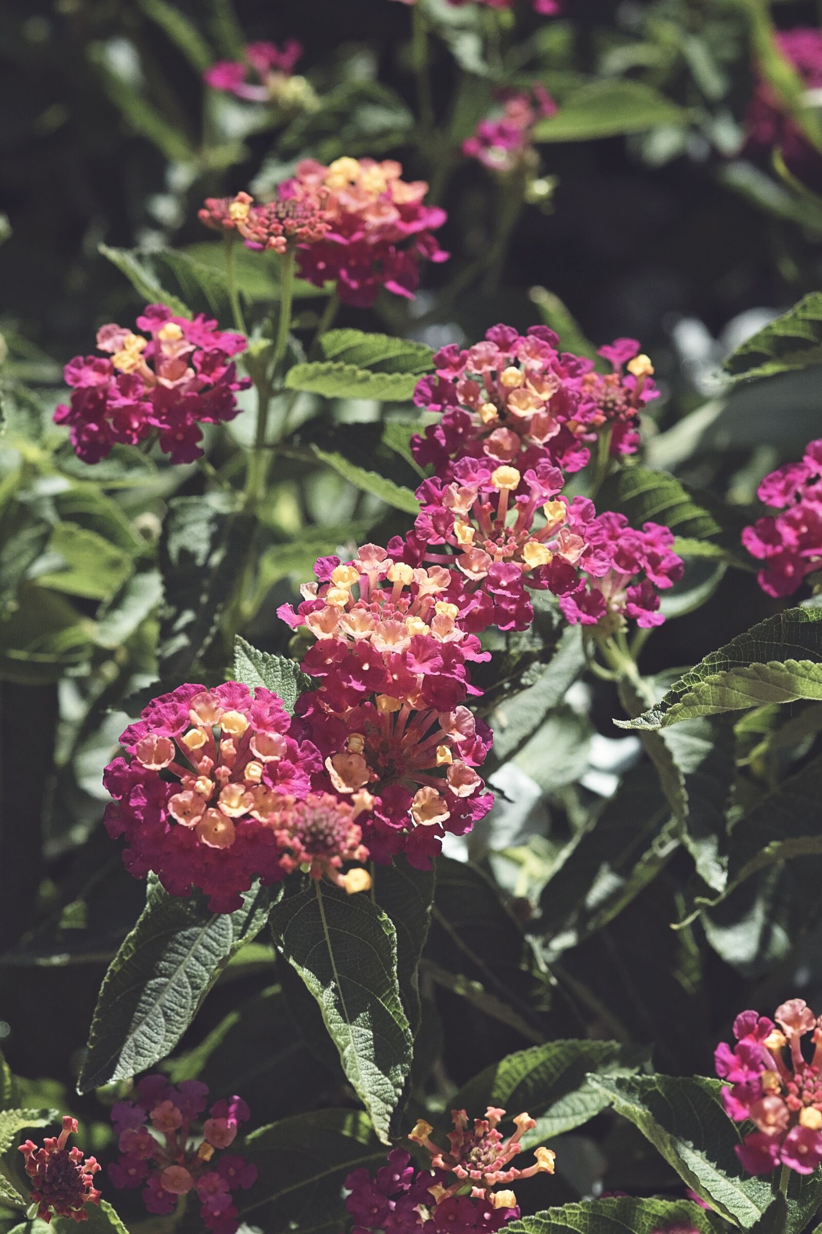 Nikon D750 sample photo. Flowers, pink, garden photography