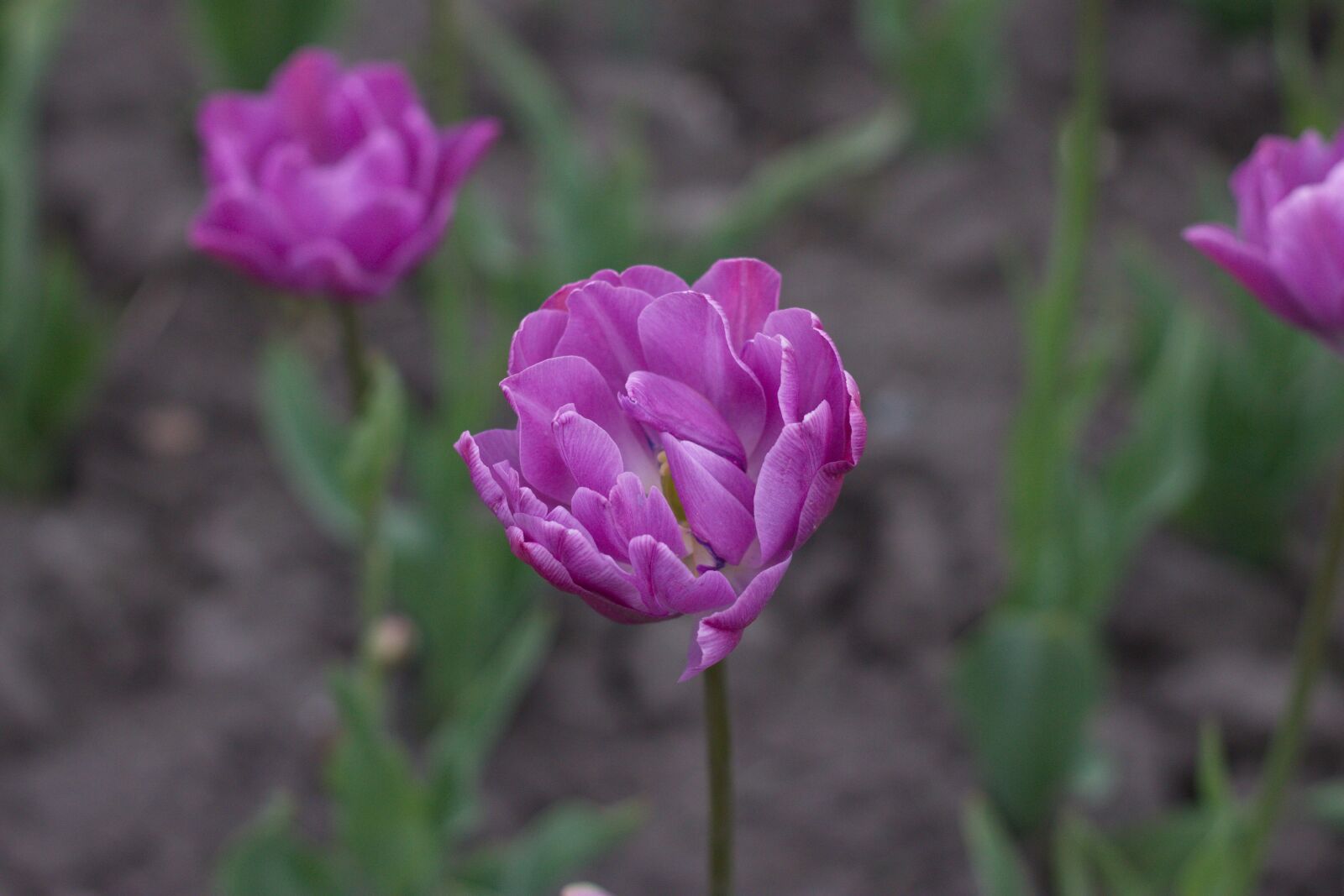 Canon EOS 1100D (EOS Rebel T3 / EOS Kiss X50) sample photo. Flower, purple, bloom photography